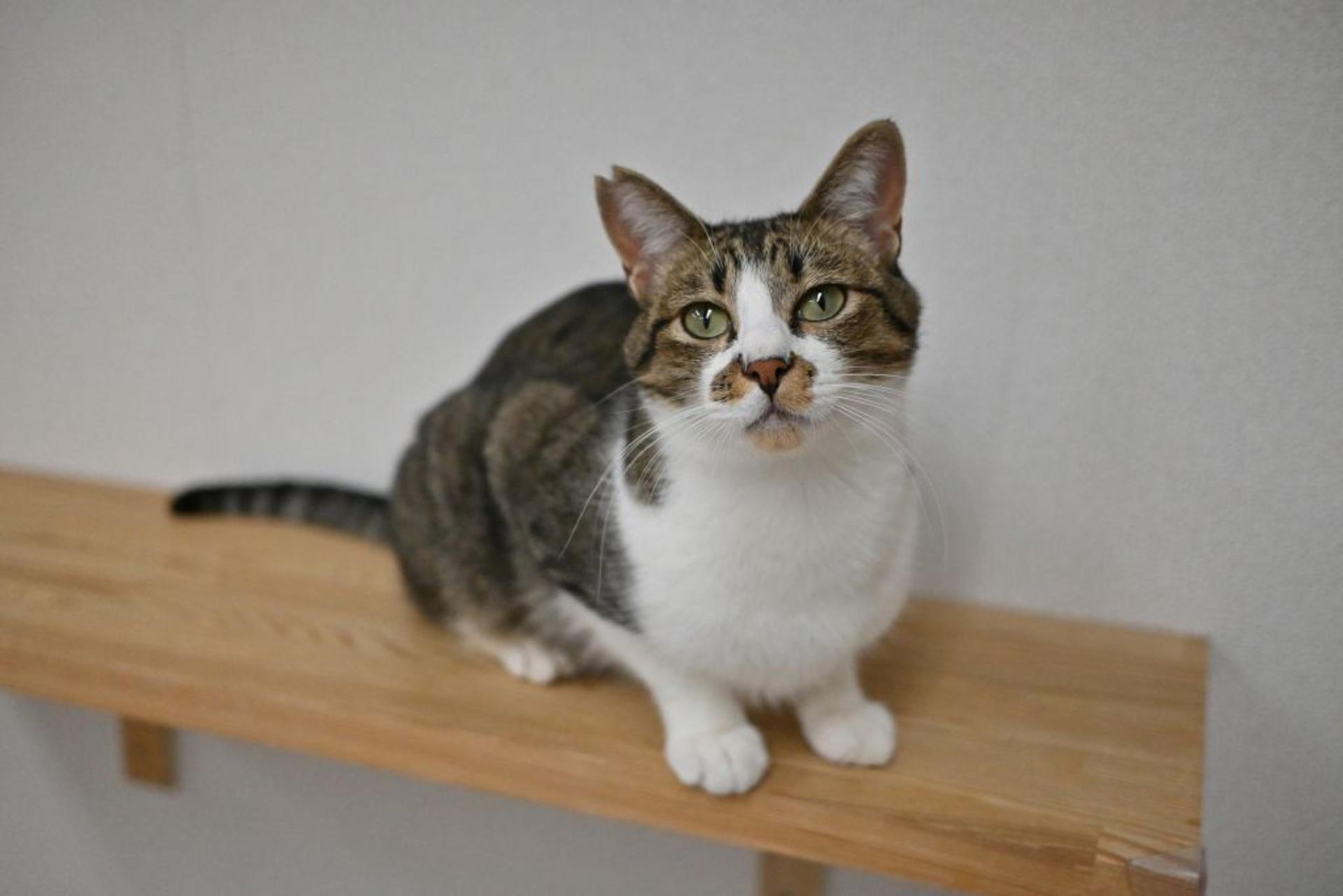pet-image-3