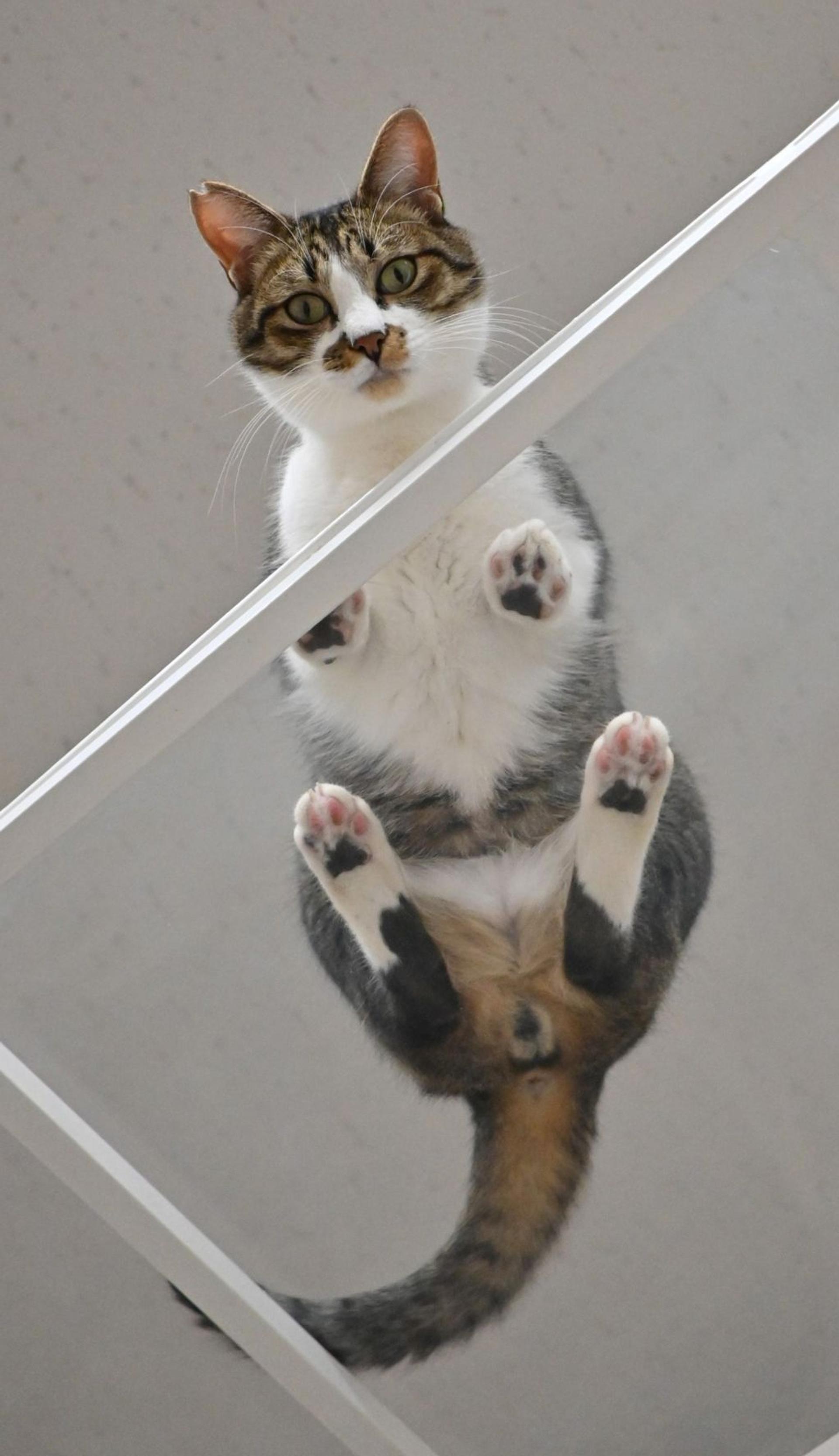 pet-image-4