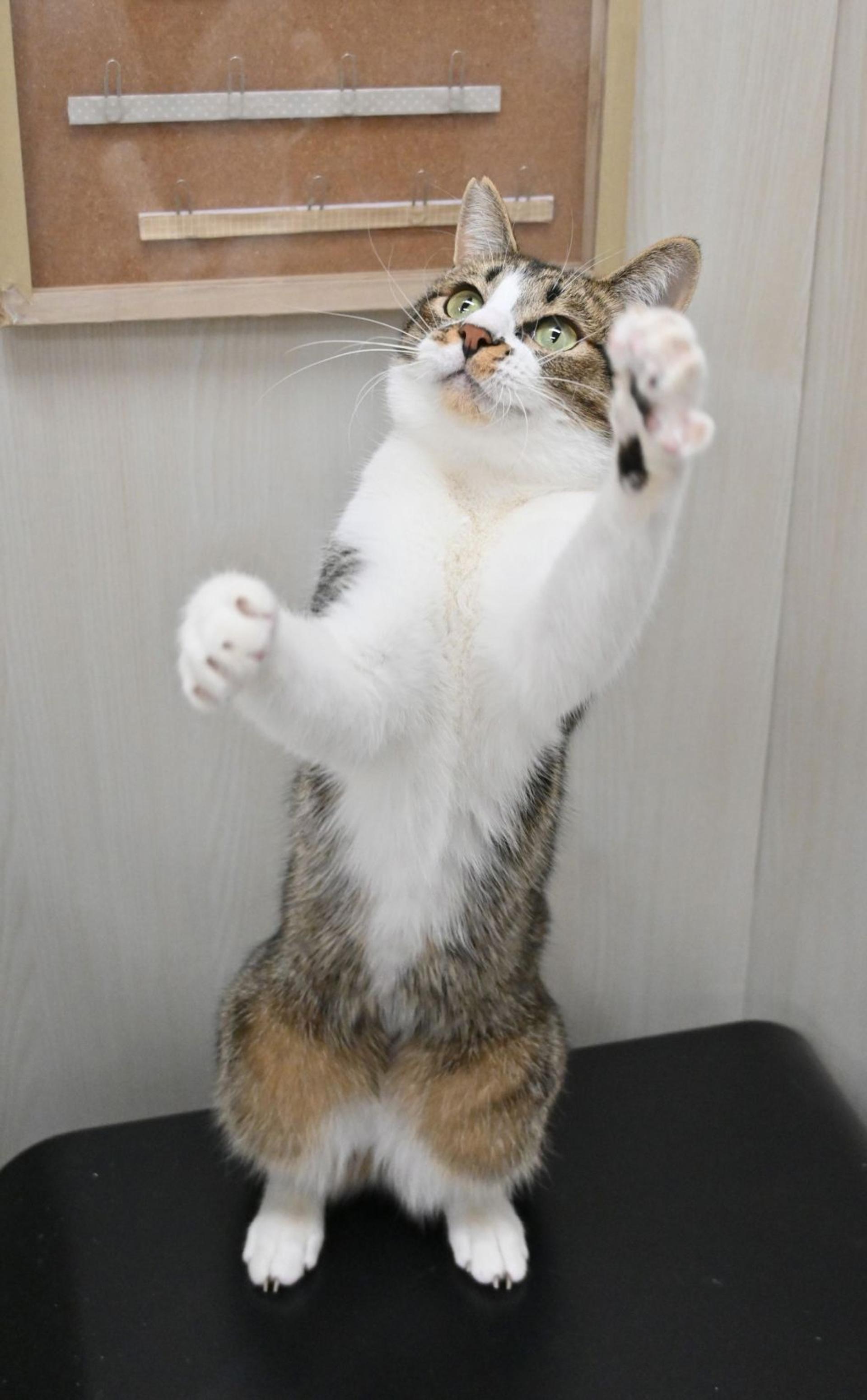 pet-image-5