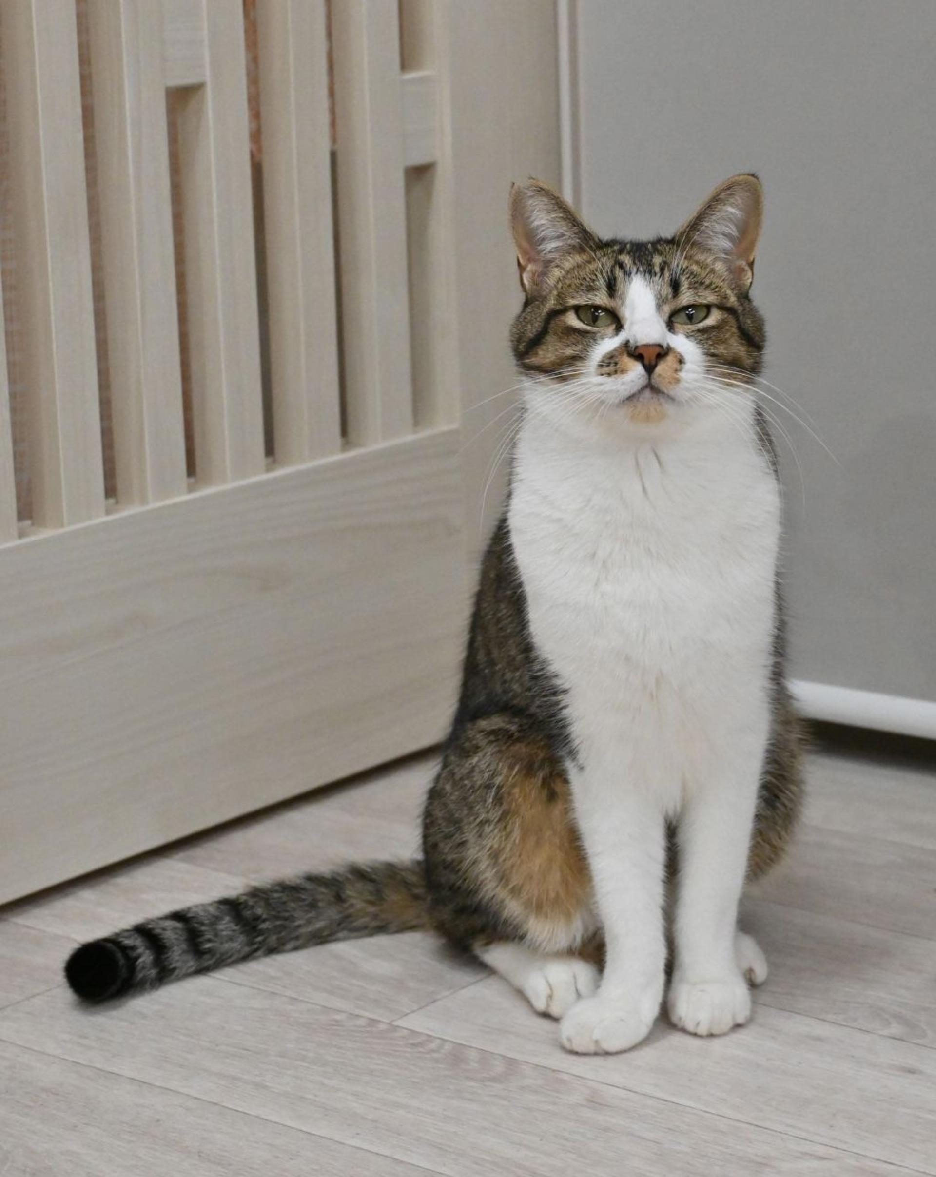 pet-image-7