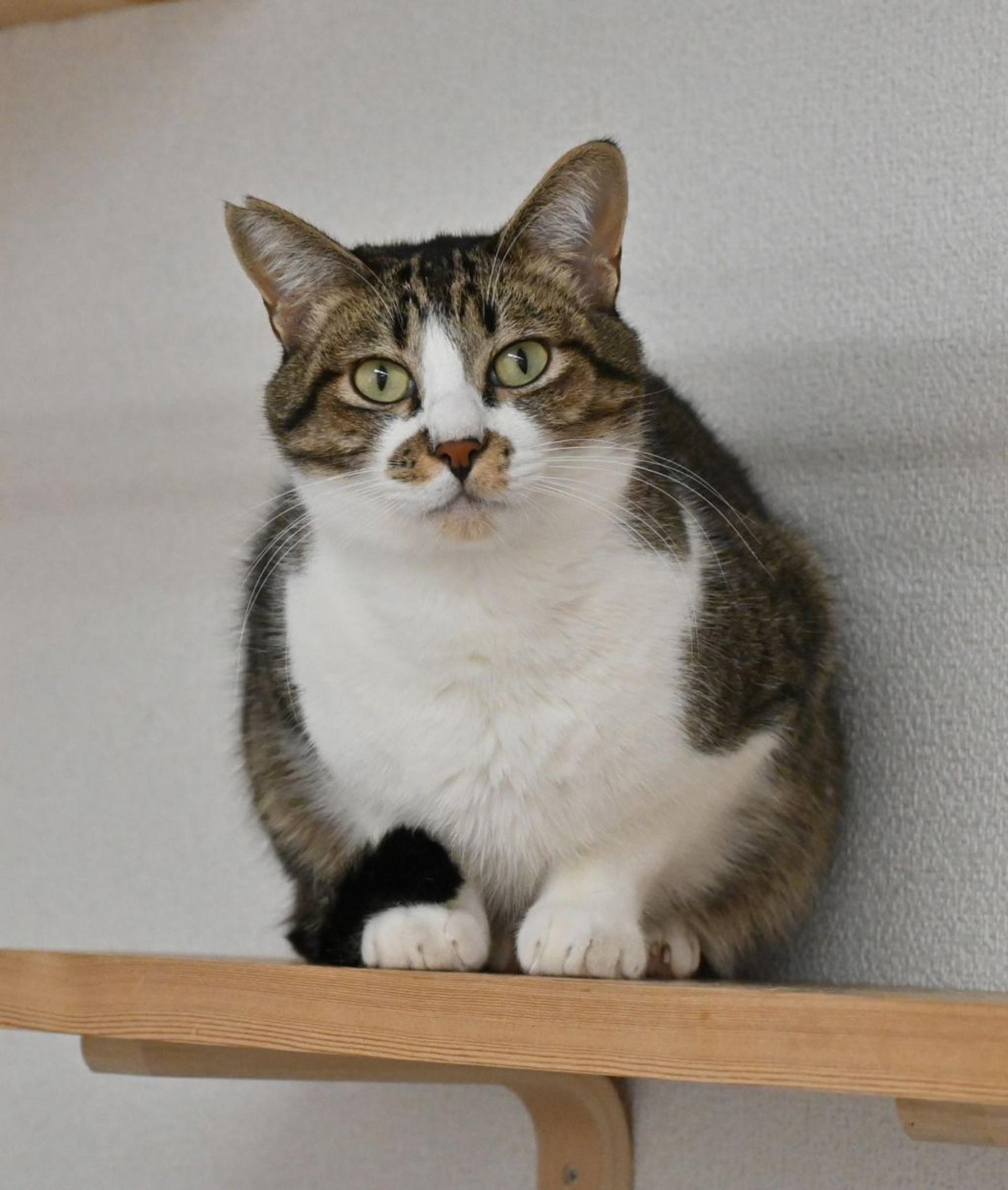 pet-image-8