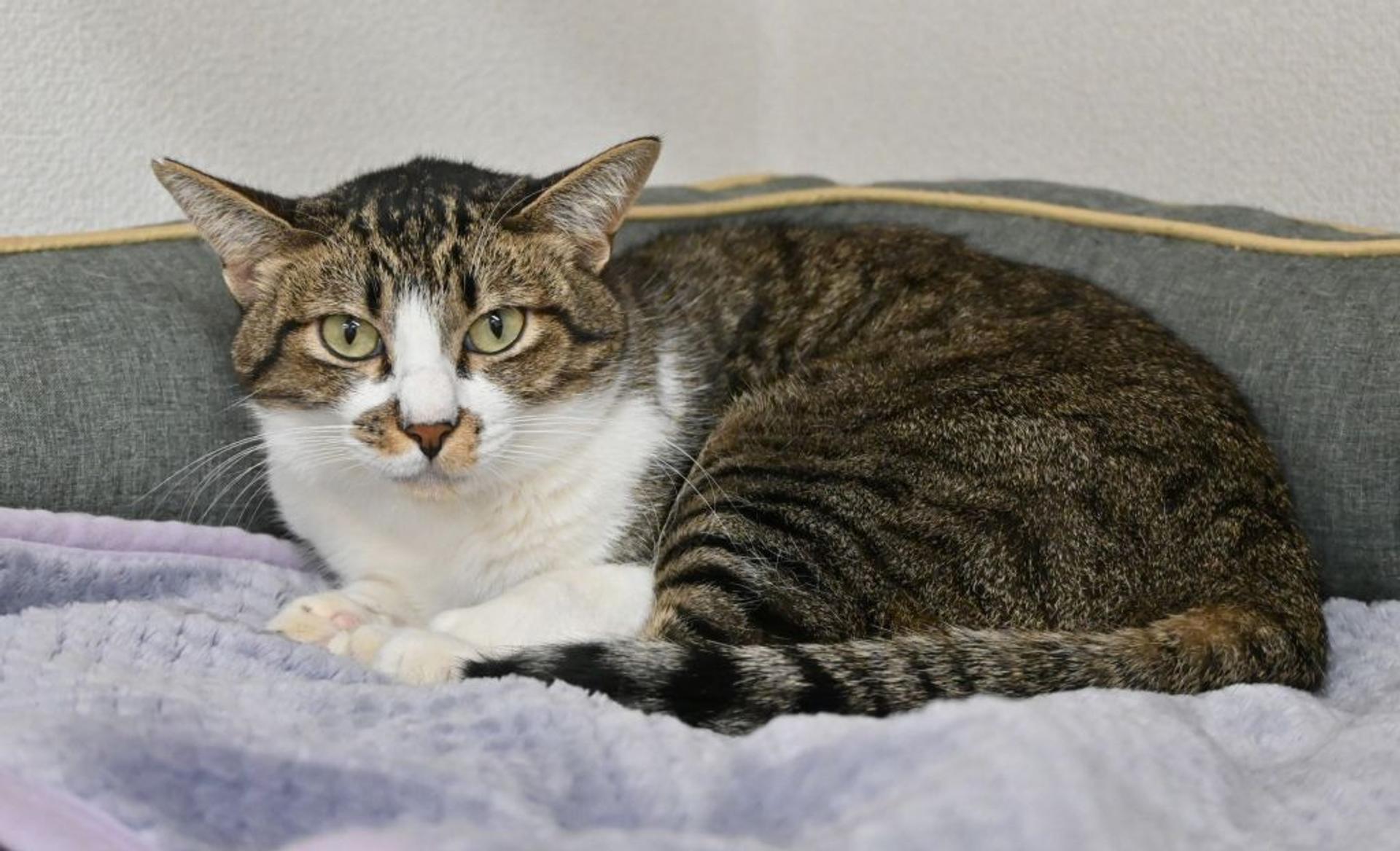 pet-image-9