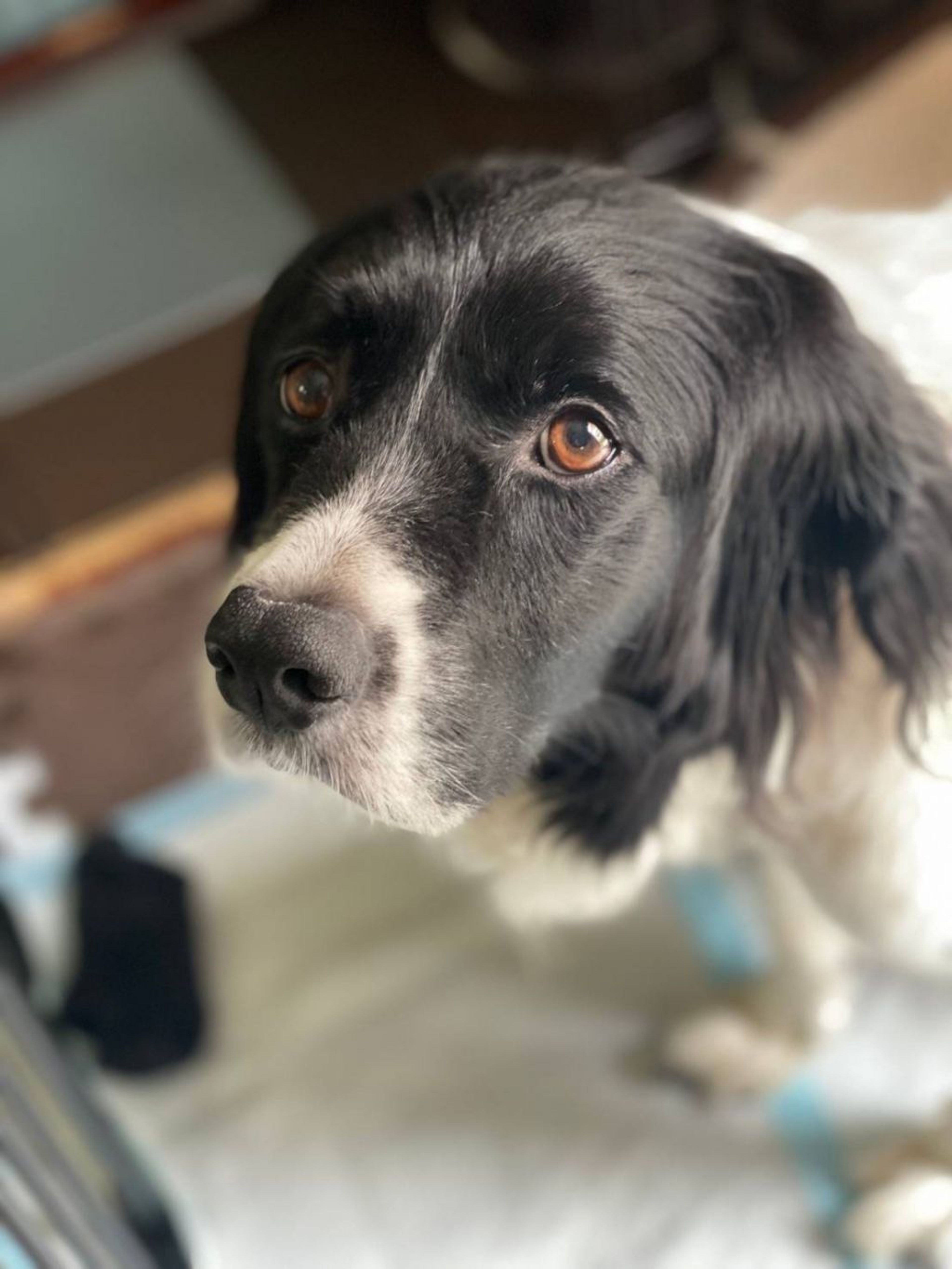 pet-image-3