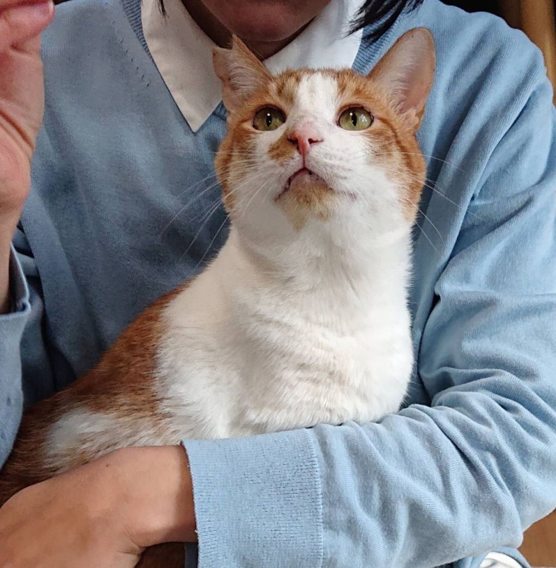 雑種（ミックス猫）・オスの里親募集の写真