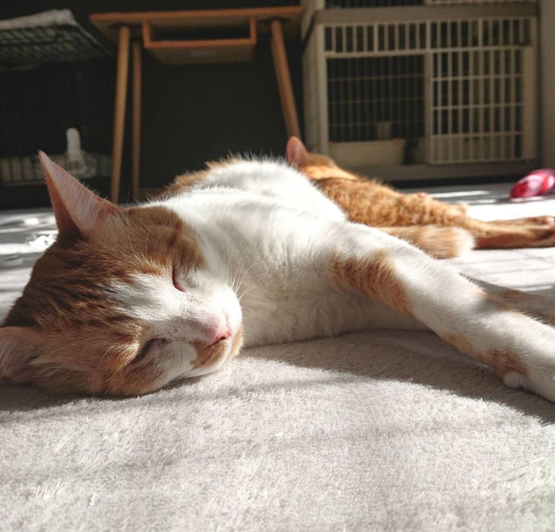 pet-image-2