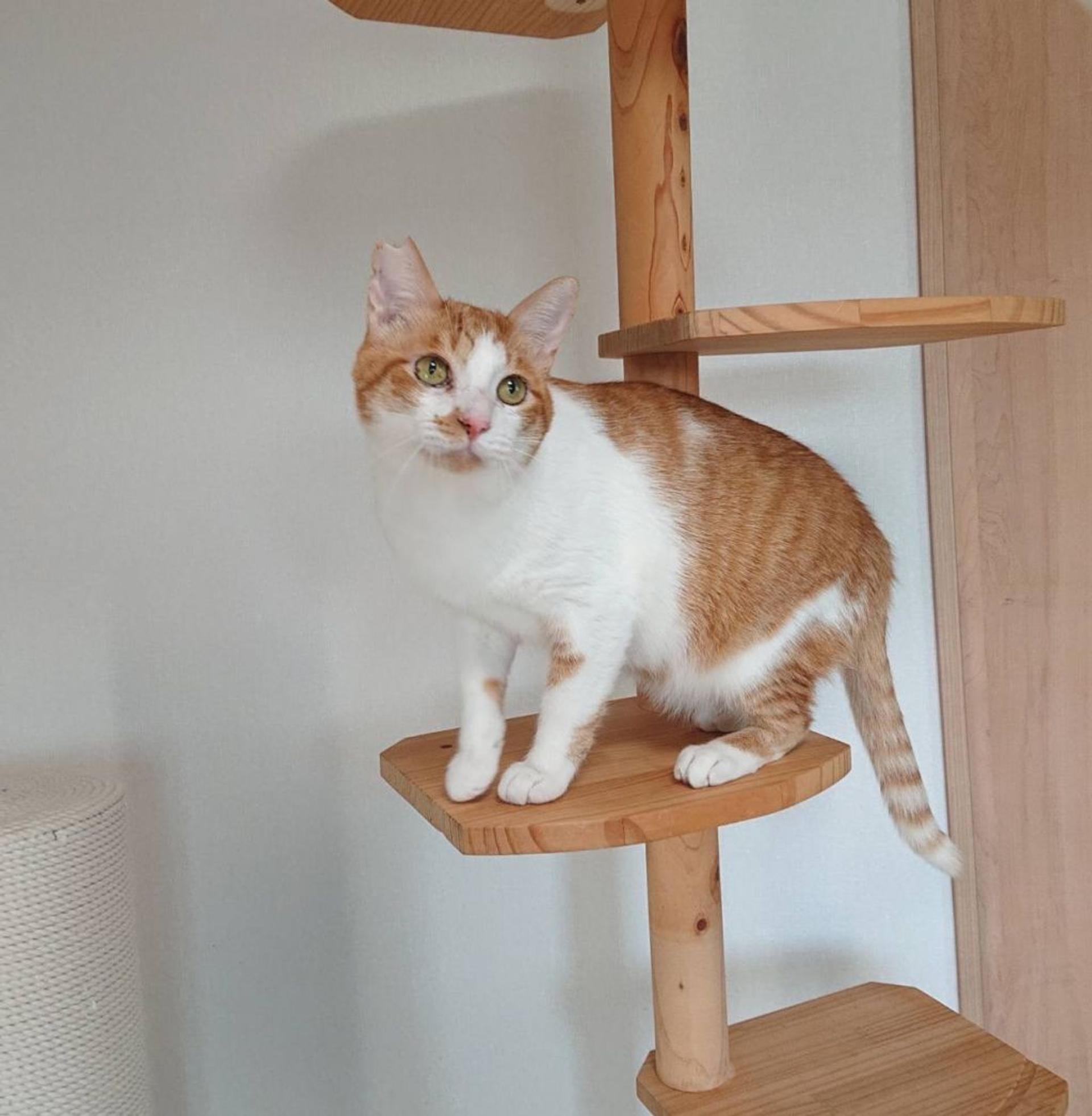 pet-image-4