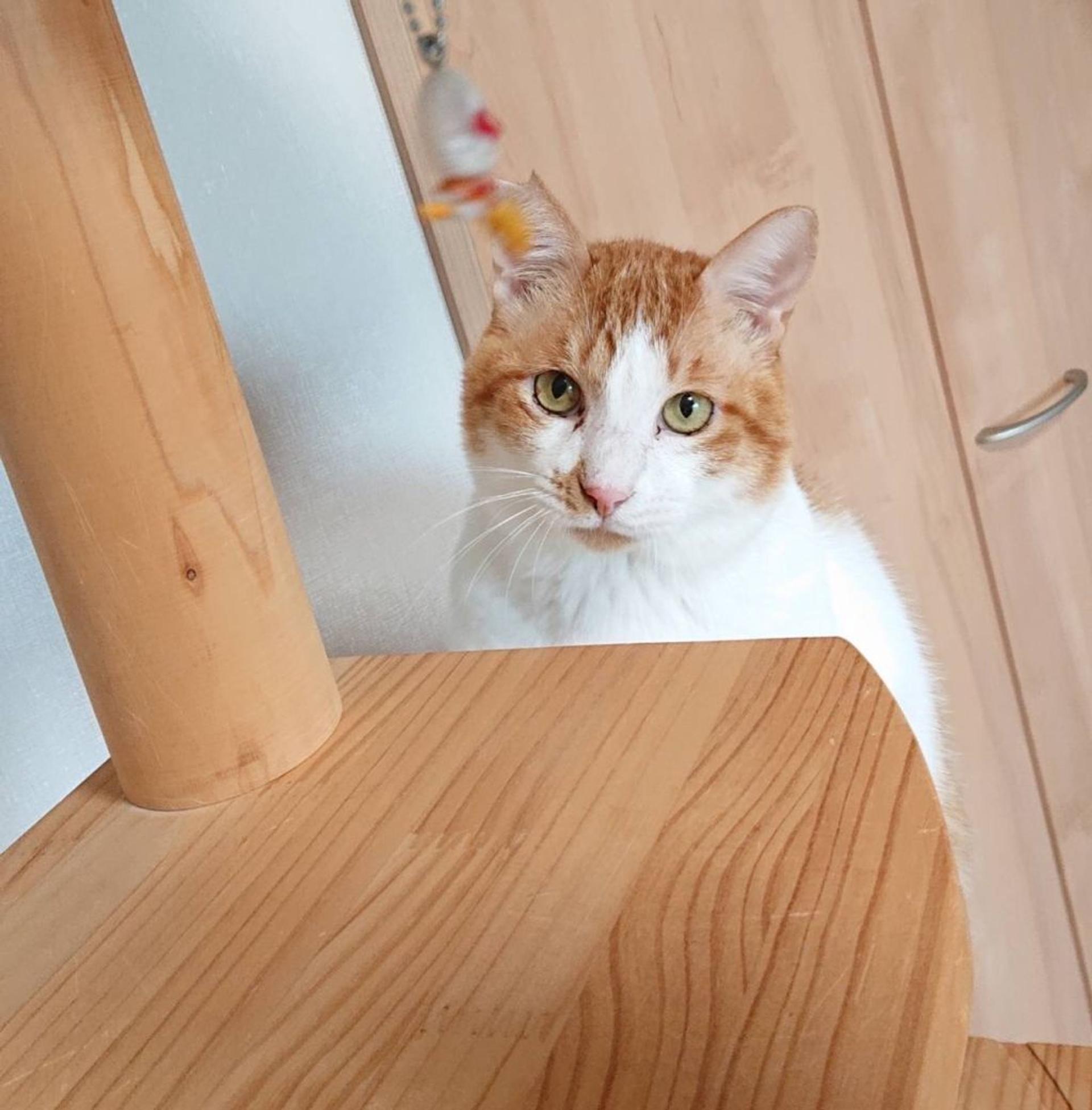 pet-image-5