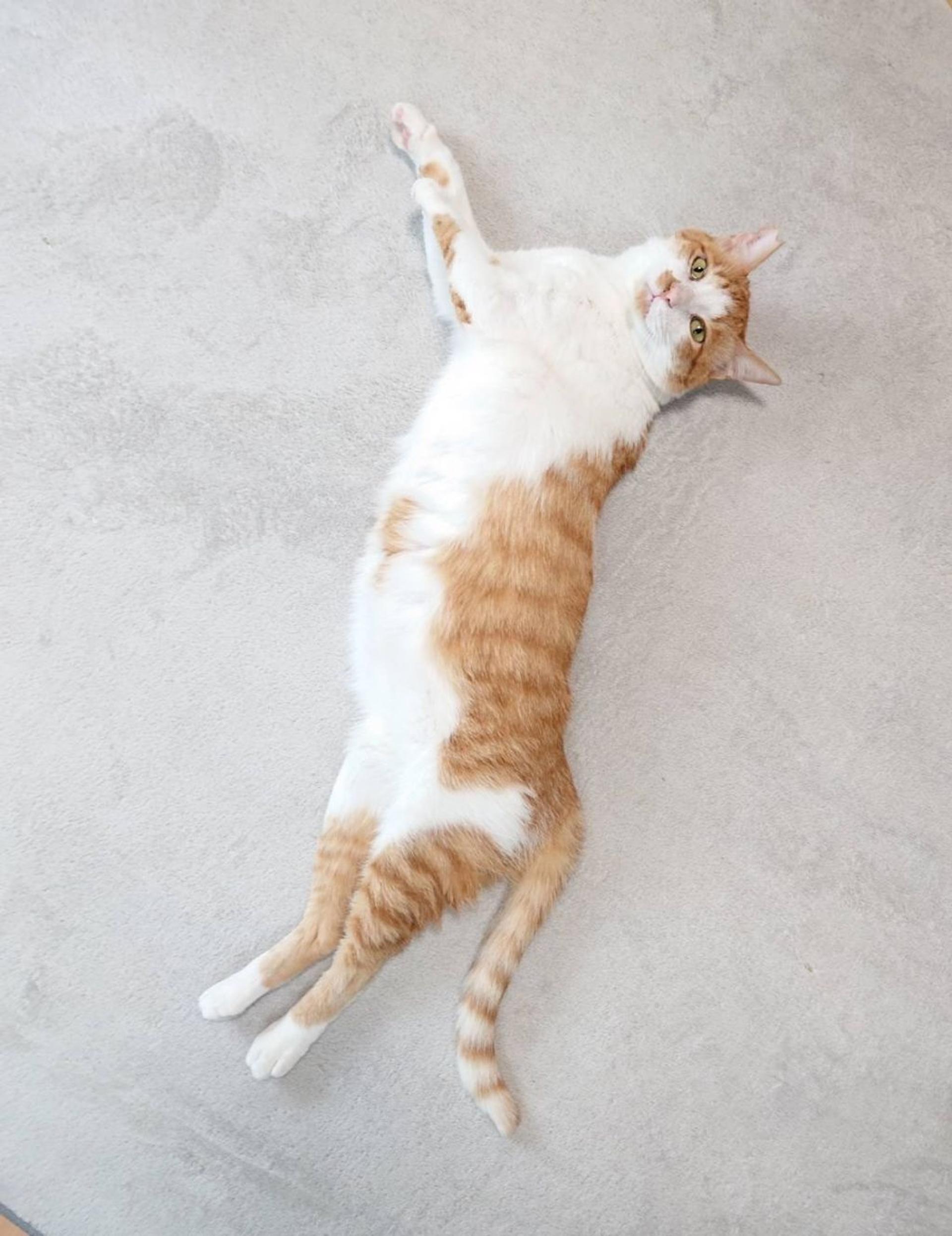 pet-image-6