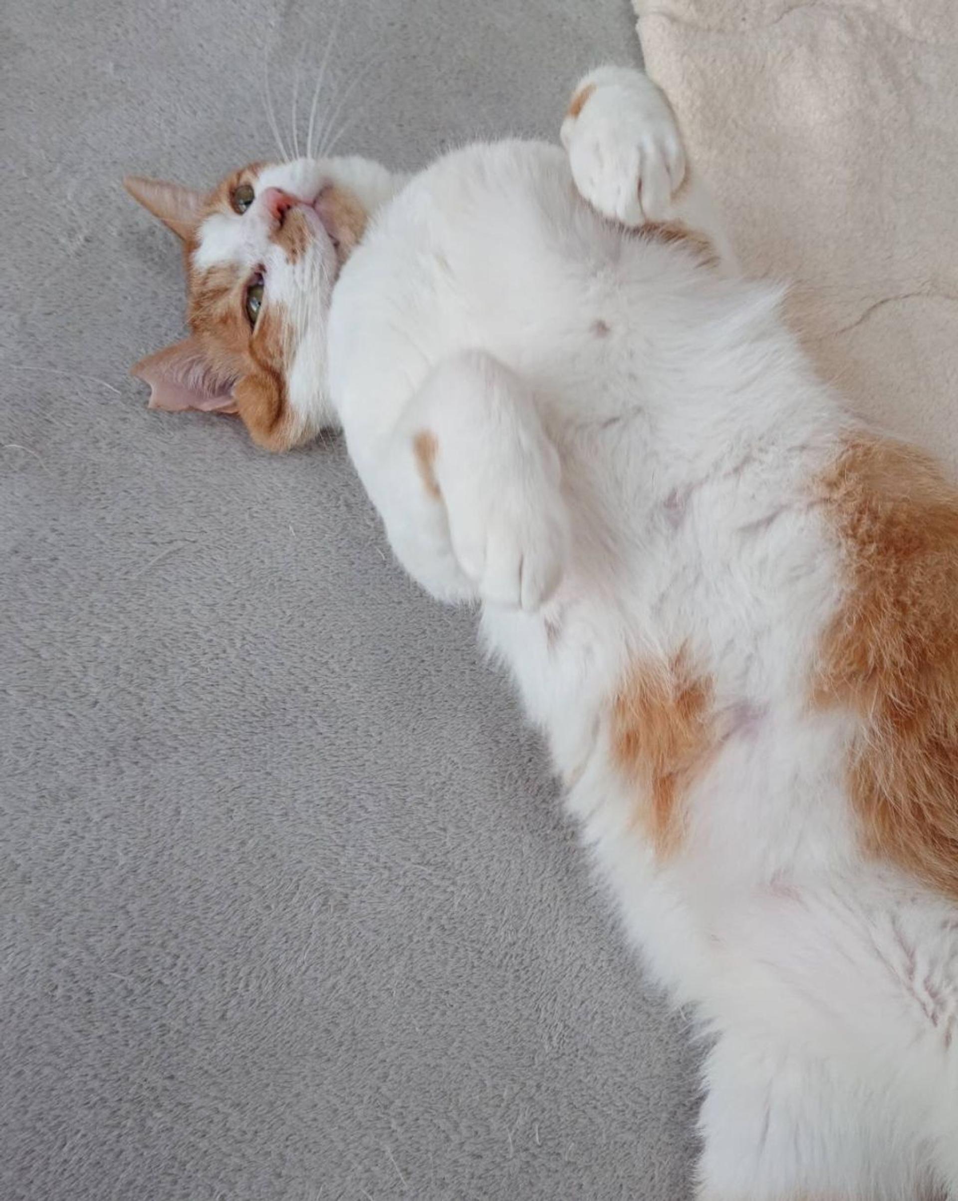 pet-image-7