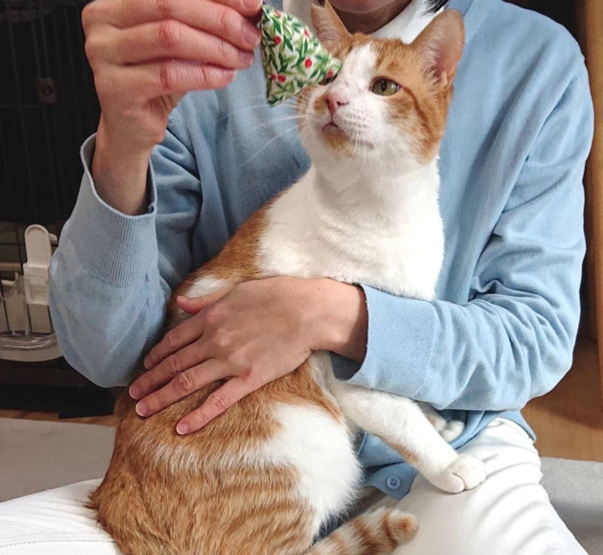pet-image-8