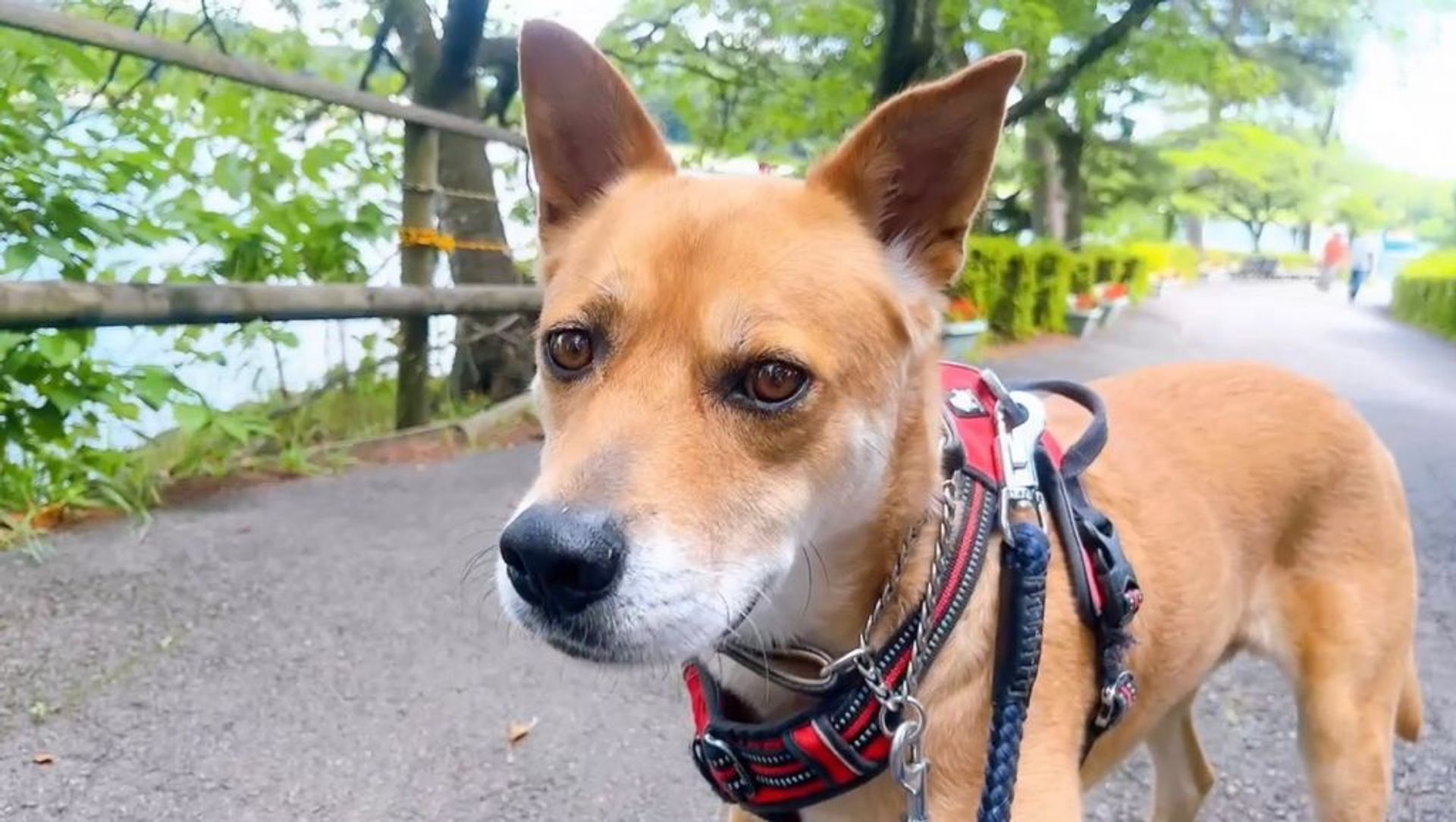雑種（ミックス犬）・オスの里親募集の写真