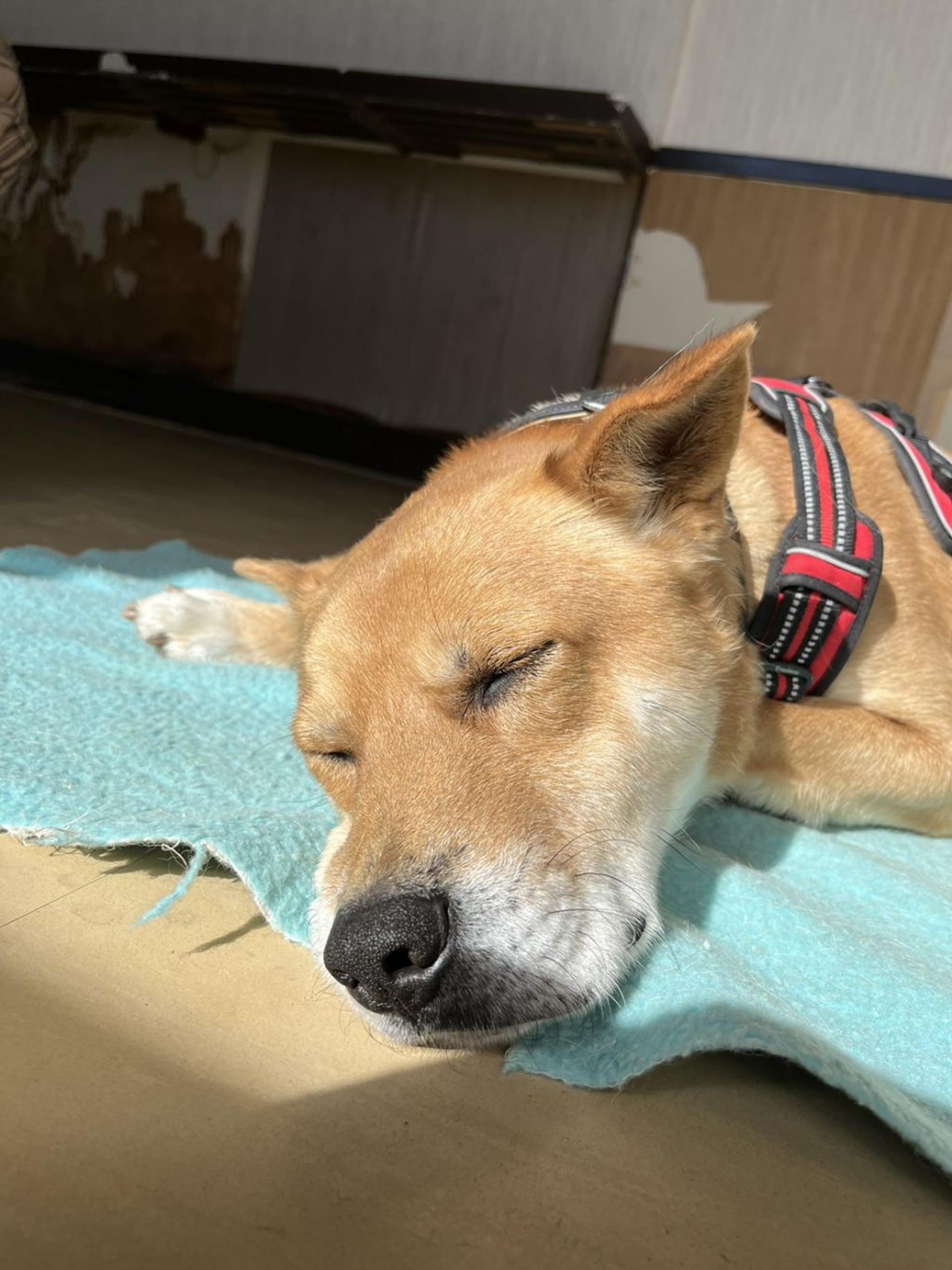 pet-image-6