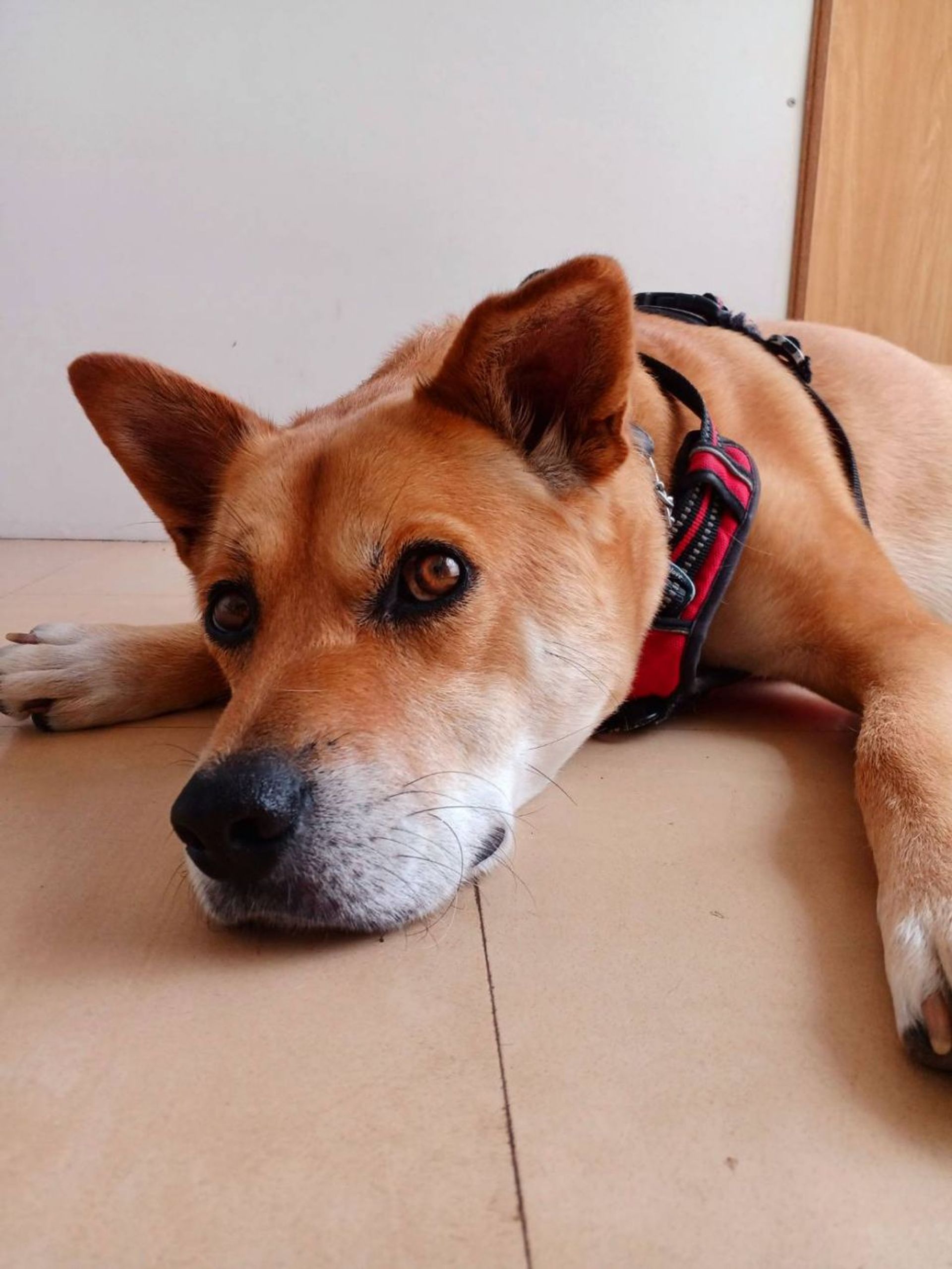 雑種（ミックス犬）・オスの里親募集の写真