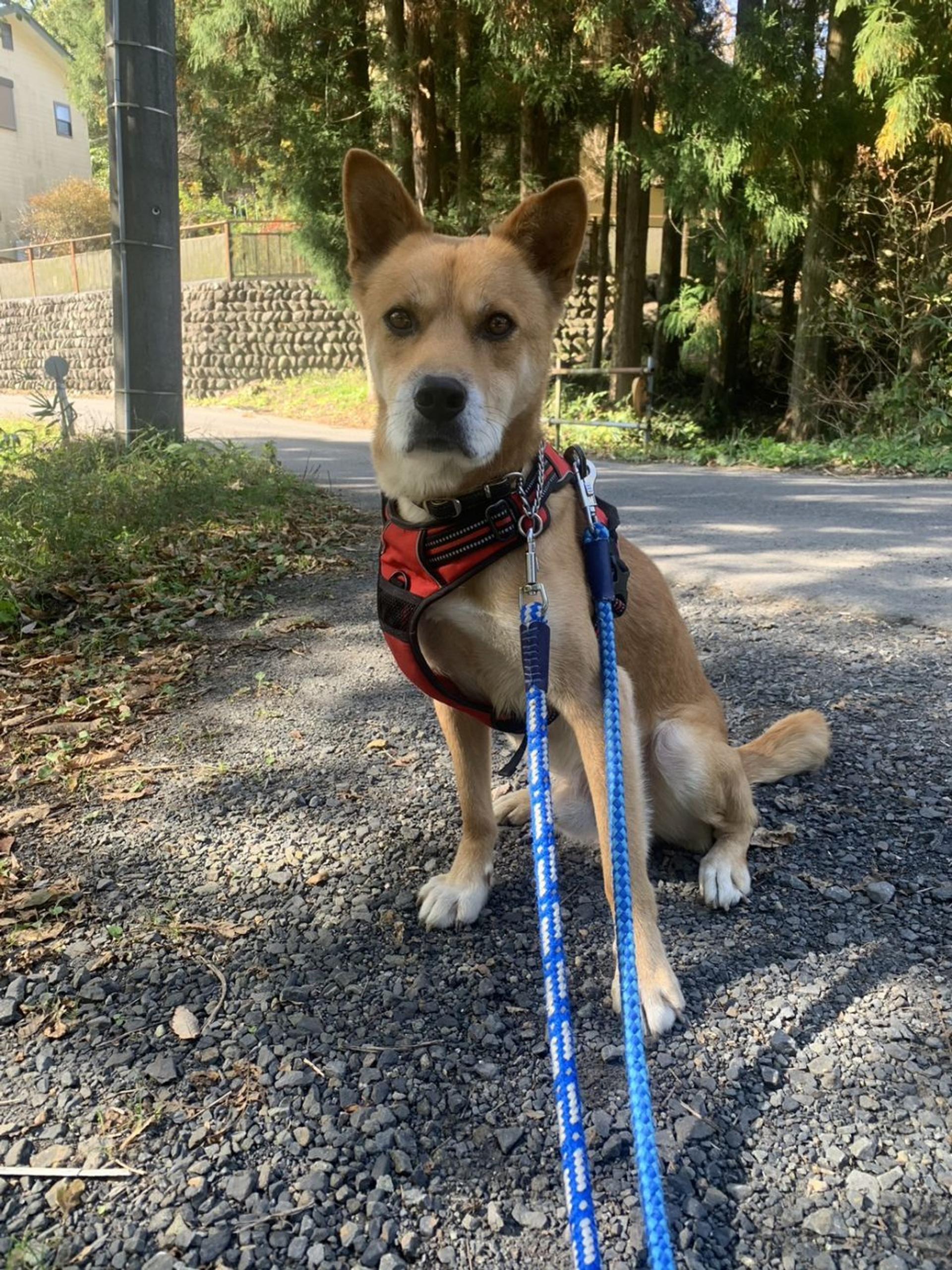 pet-image-5