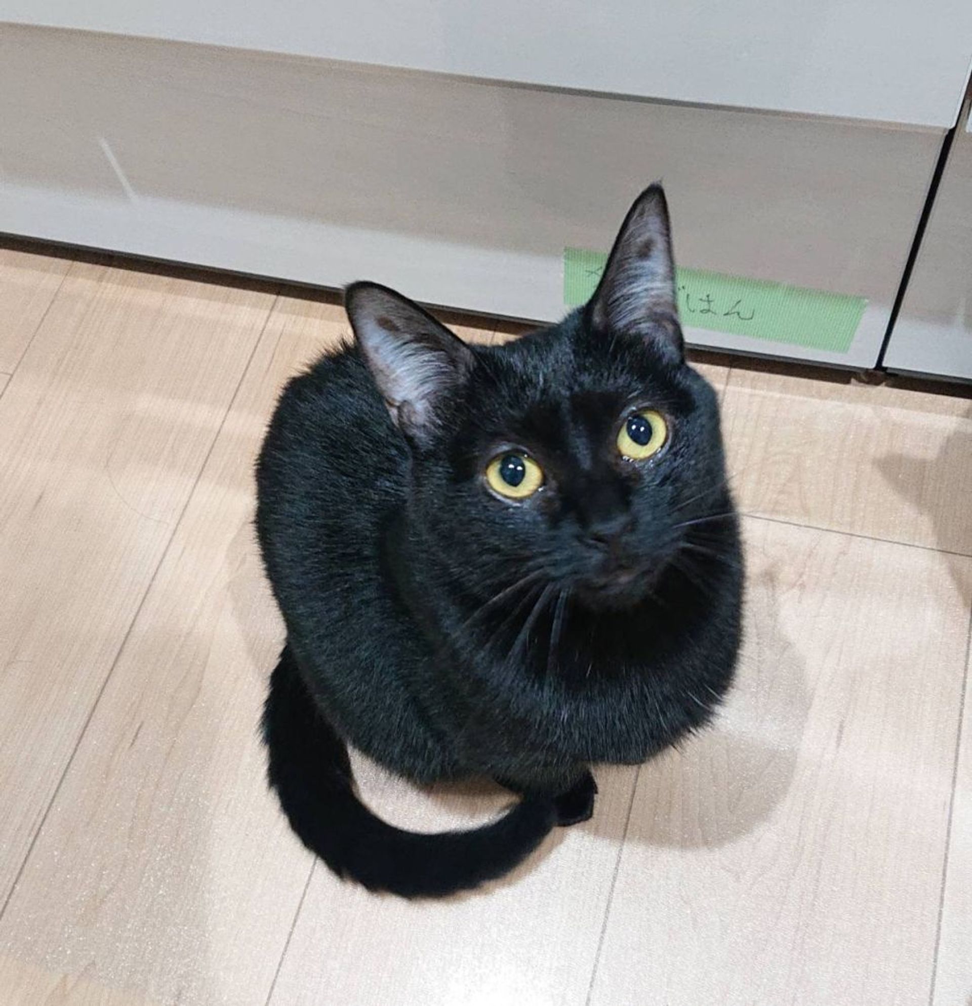 雑種（ミックス猫）・メスの里親募集の写真