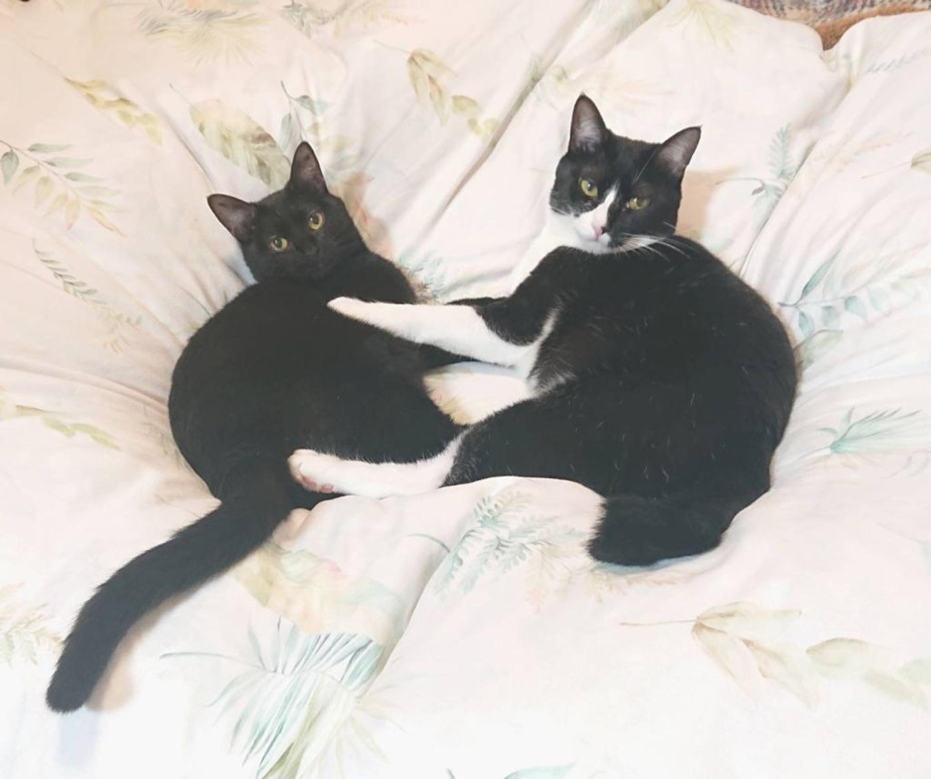 pet-image-3