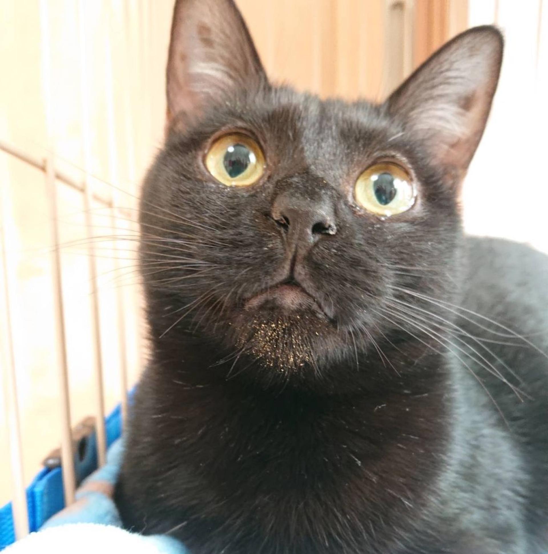 pet-image-5