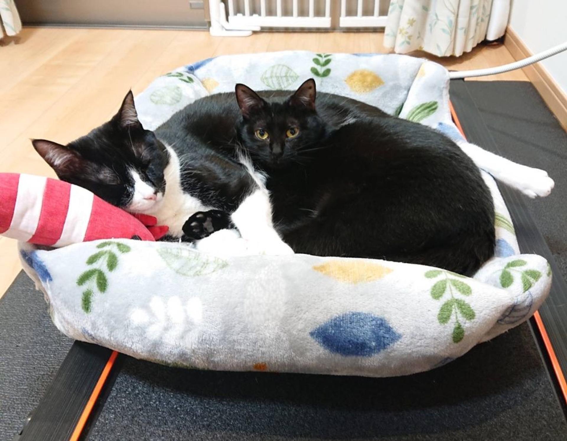pet-image-6