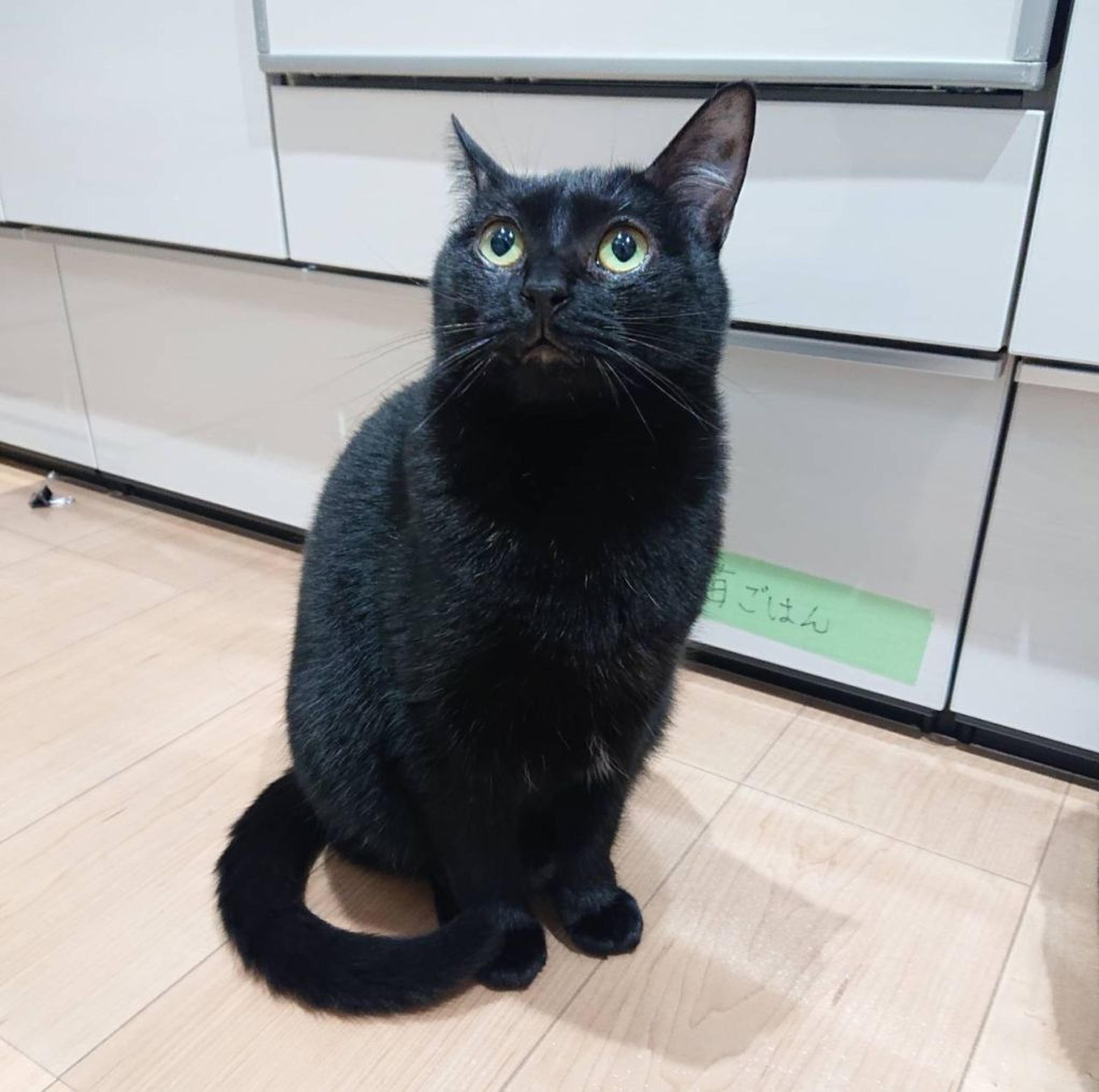 pet-image-8