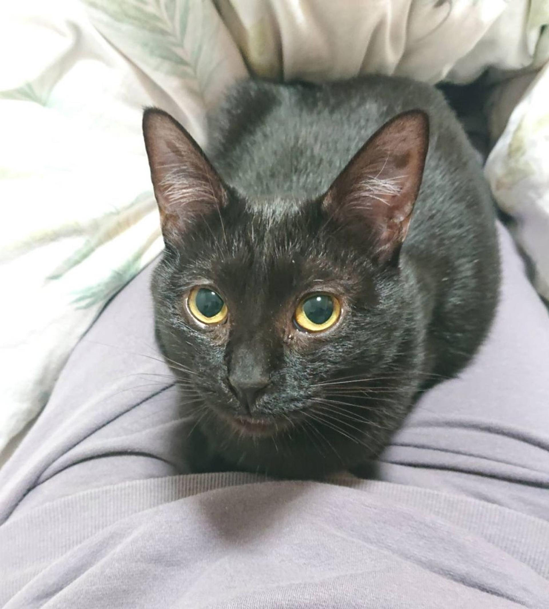 pet-image-9