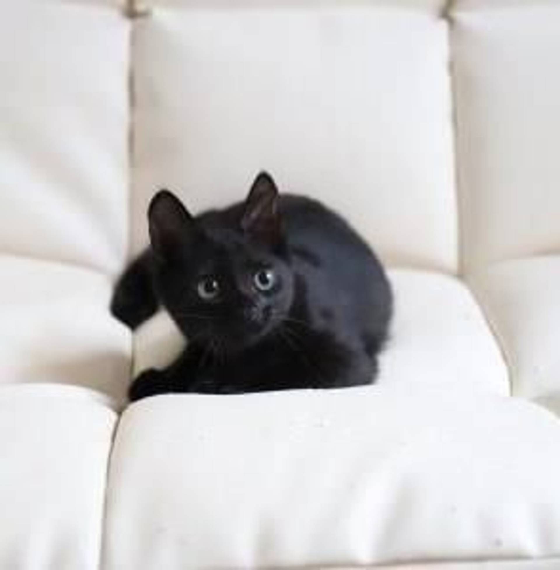 雑種（ミックス猫）・メスの里親募集の写真