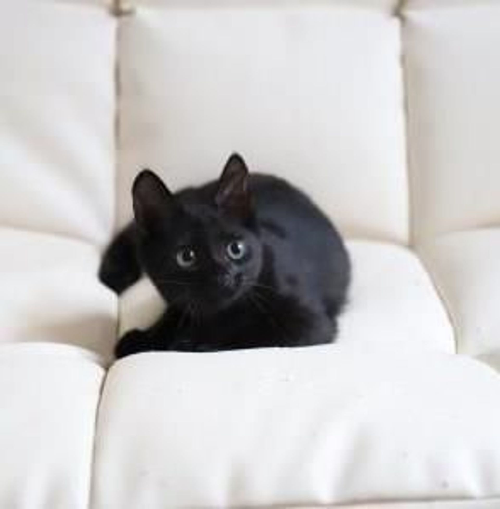 雑種（ミックス猫）・メスの里親募集の写真