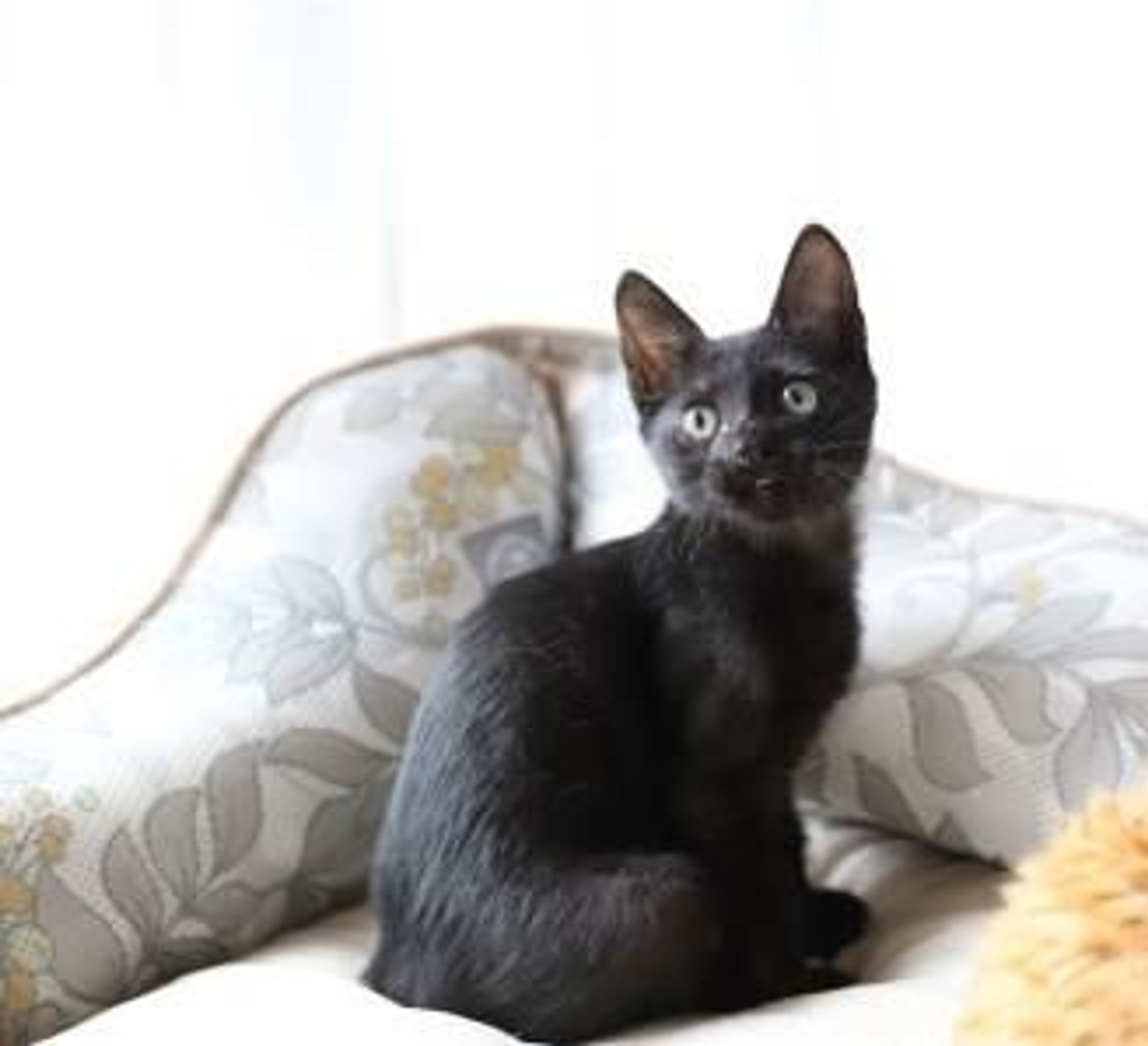 pet-image-2