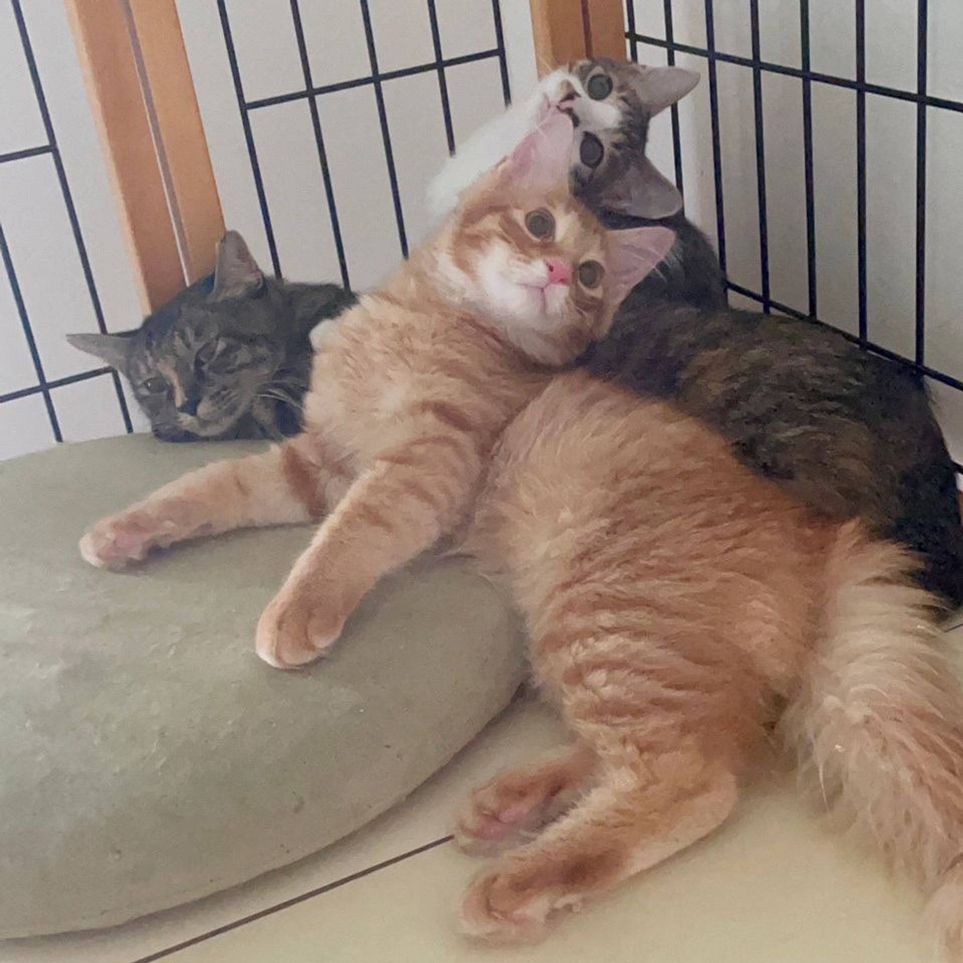 雑種（ミックス猫）・オスの里親募集の写真