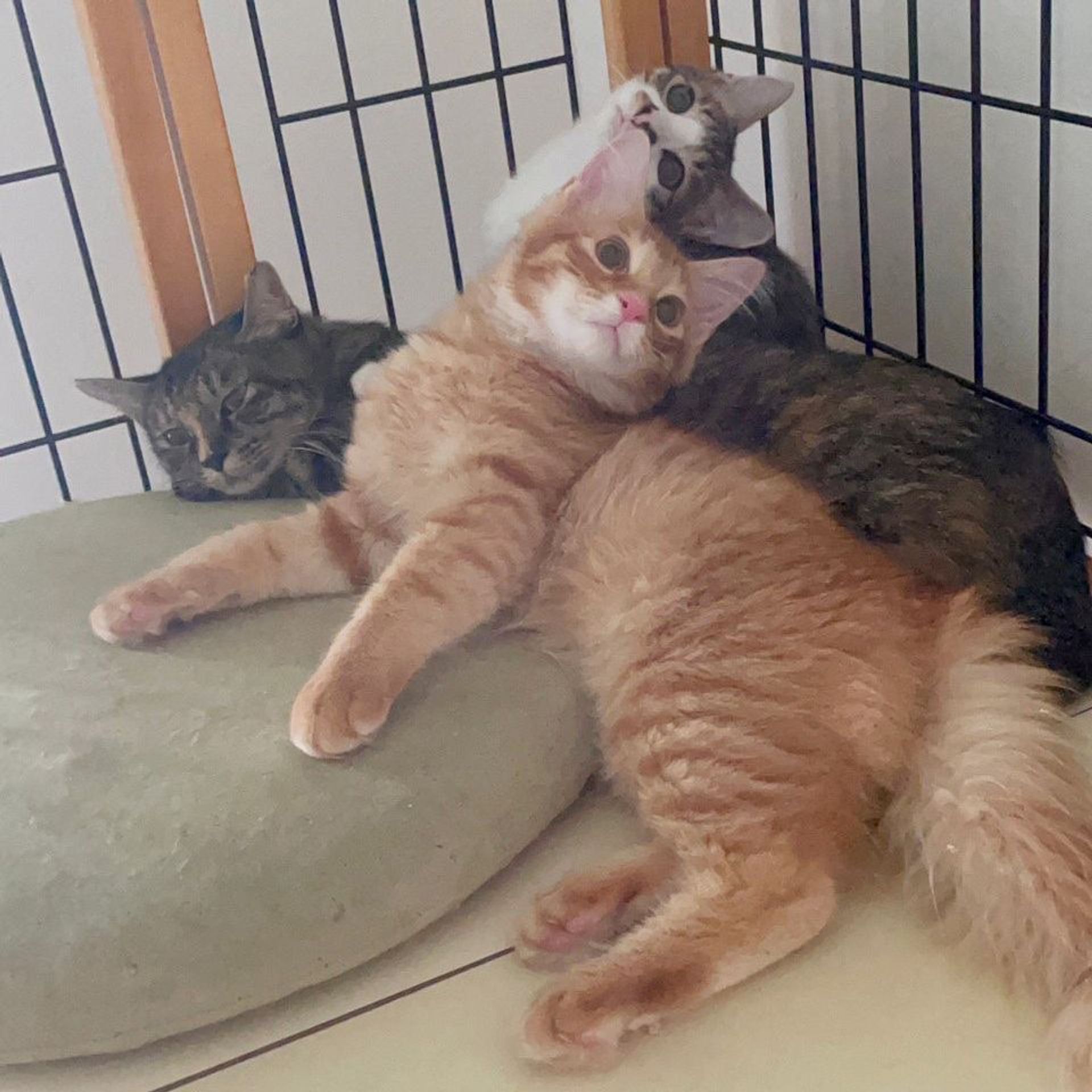 雑種（ミックス猫）・オスの里親募集の写真