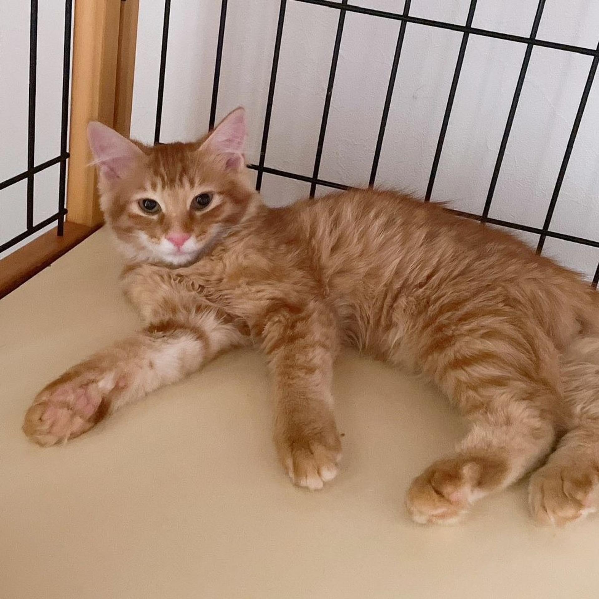 pet-image-2