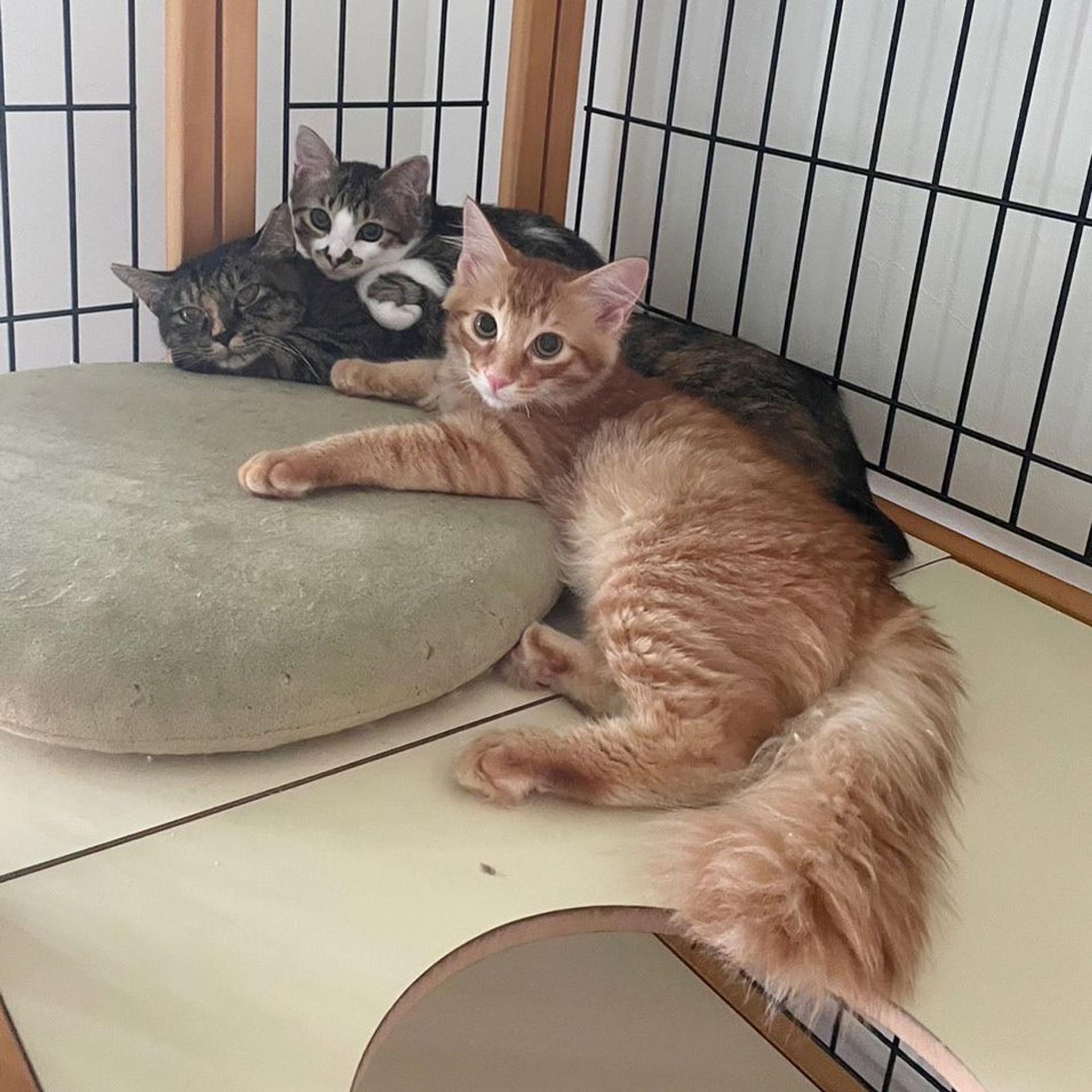 pet-image-7