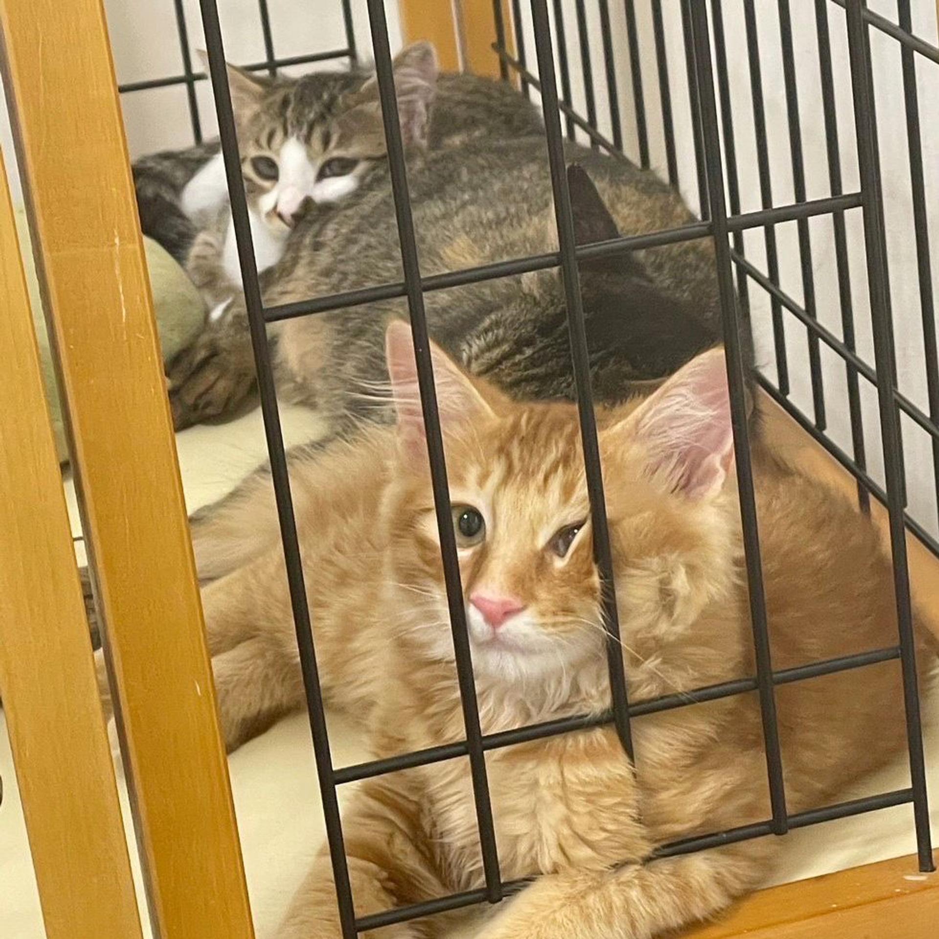 pet-image-8