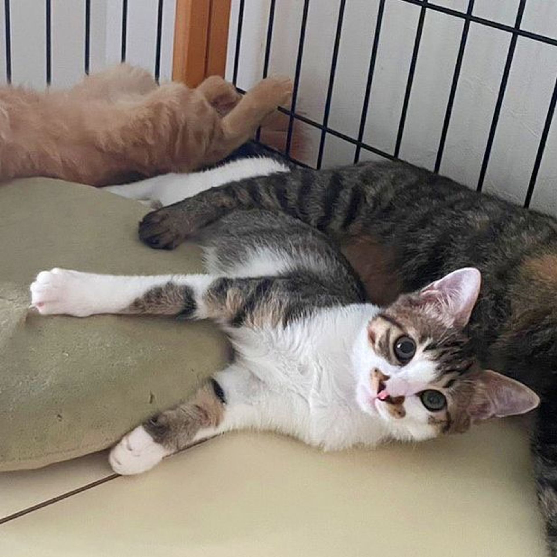 雑種（ミックス猫）・メスの里親募集の写真