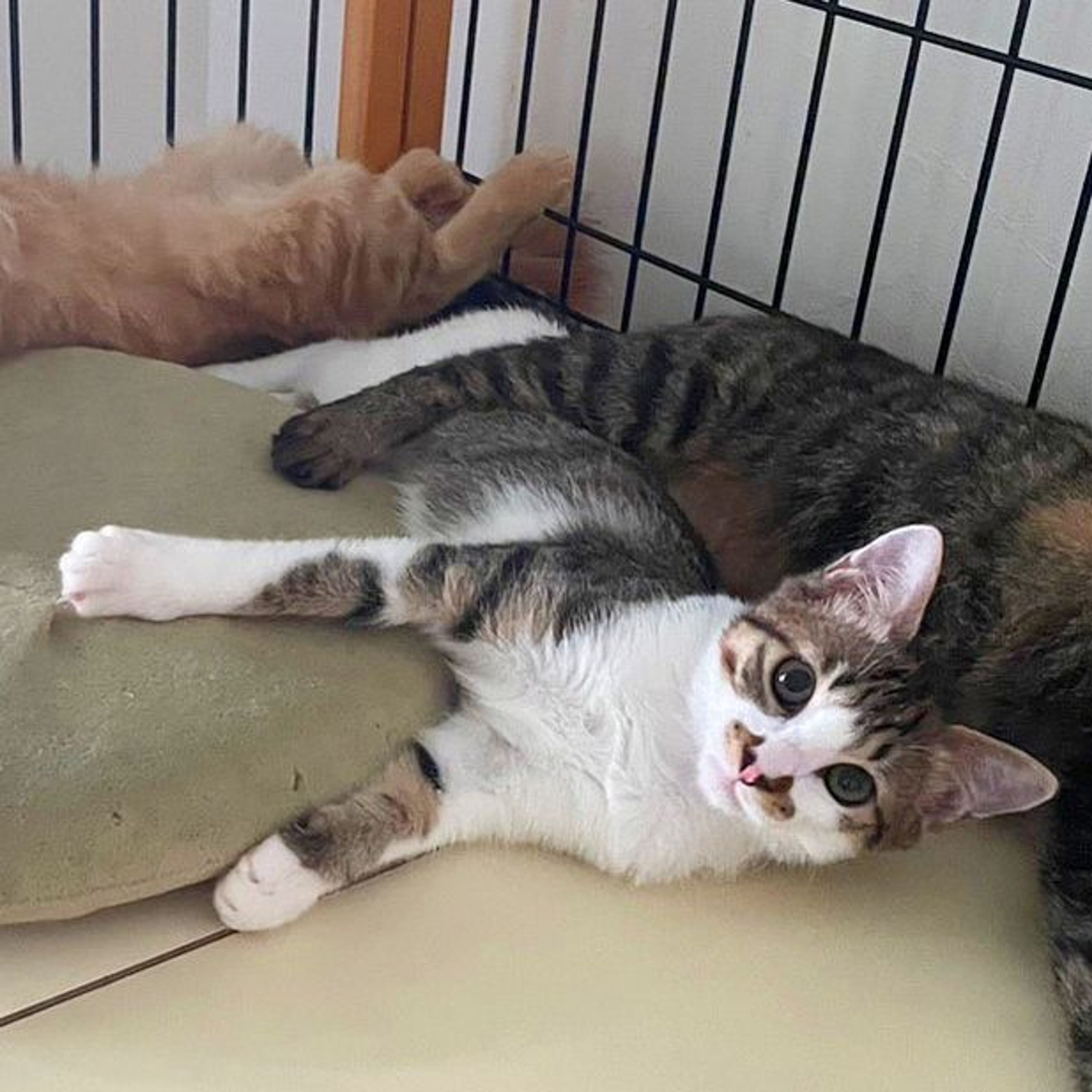 雑種（ミックス猫）・メスの里親募集の写真