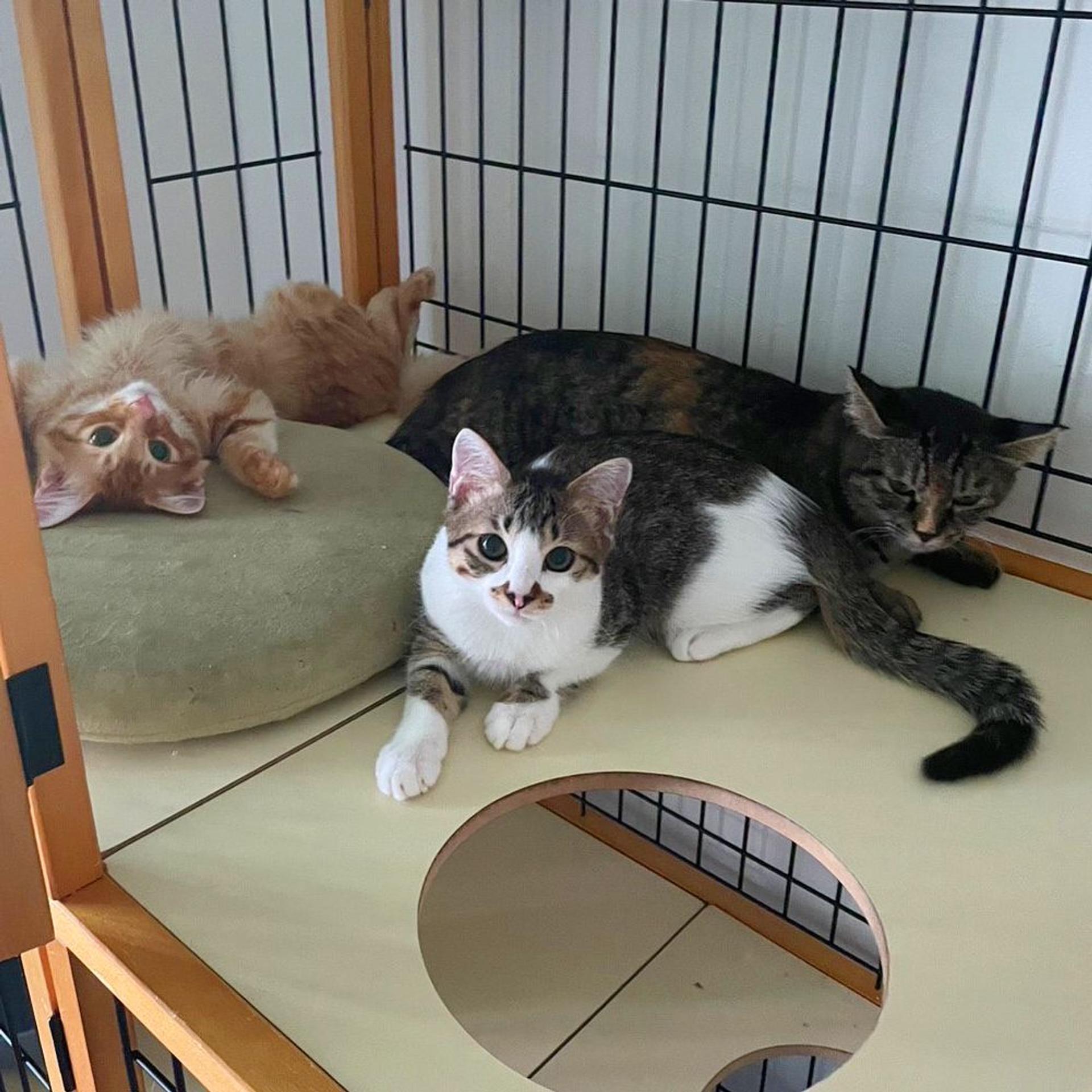 pet-image-6