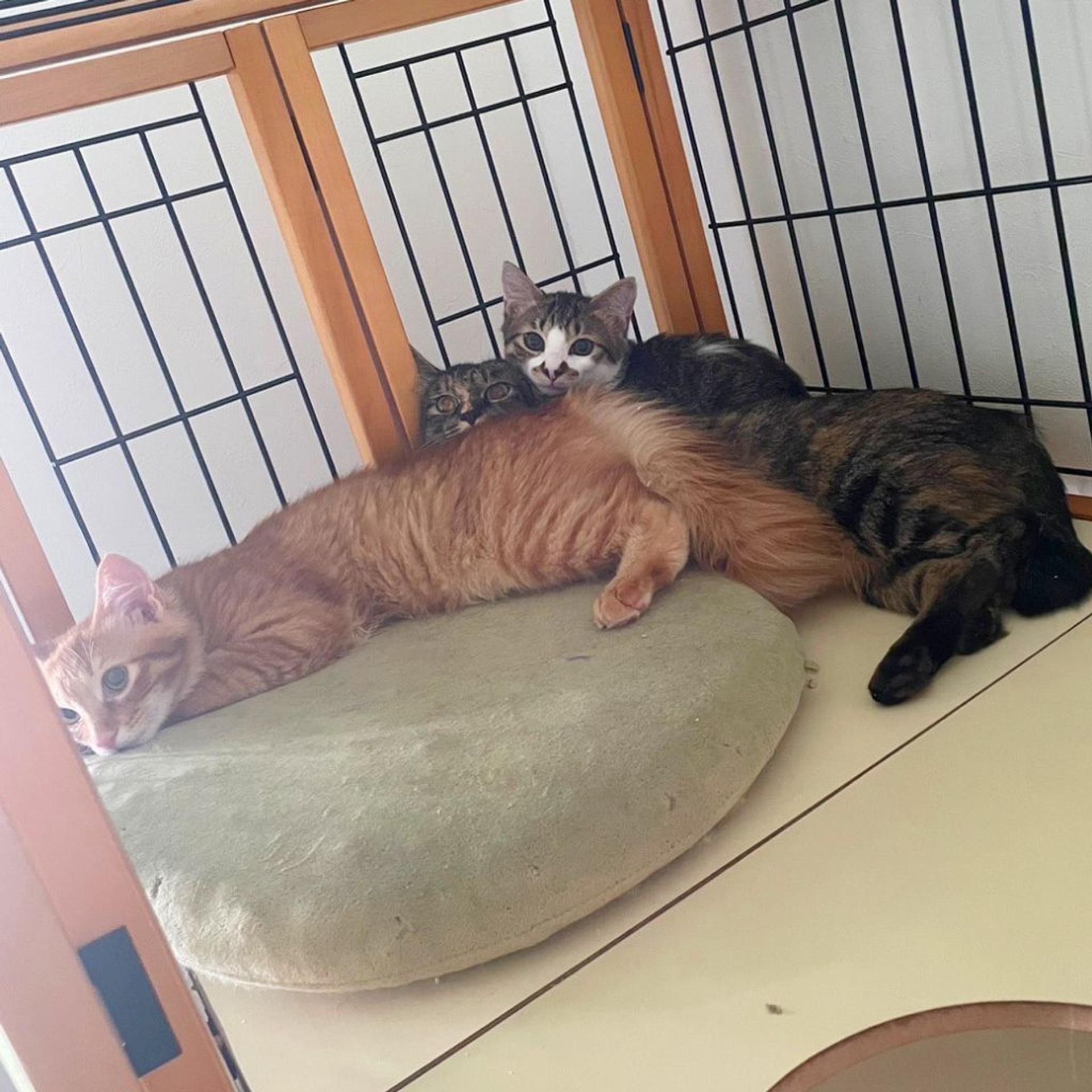 pet-image-7
