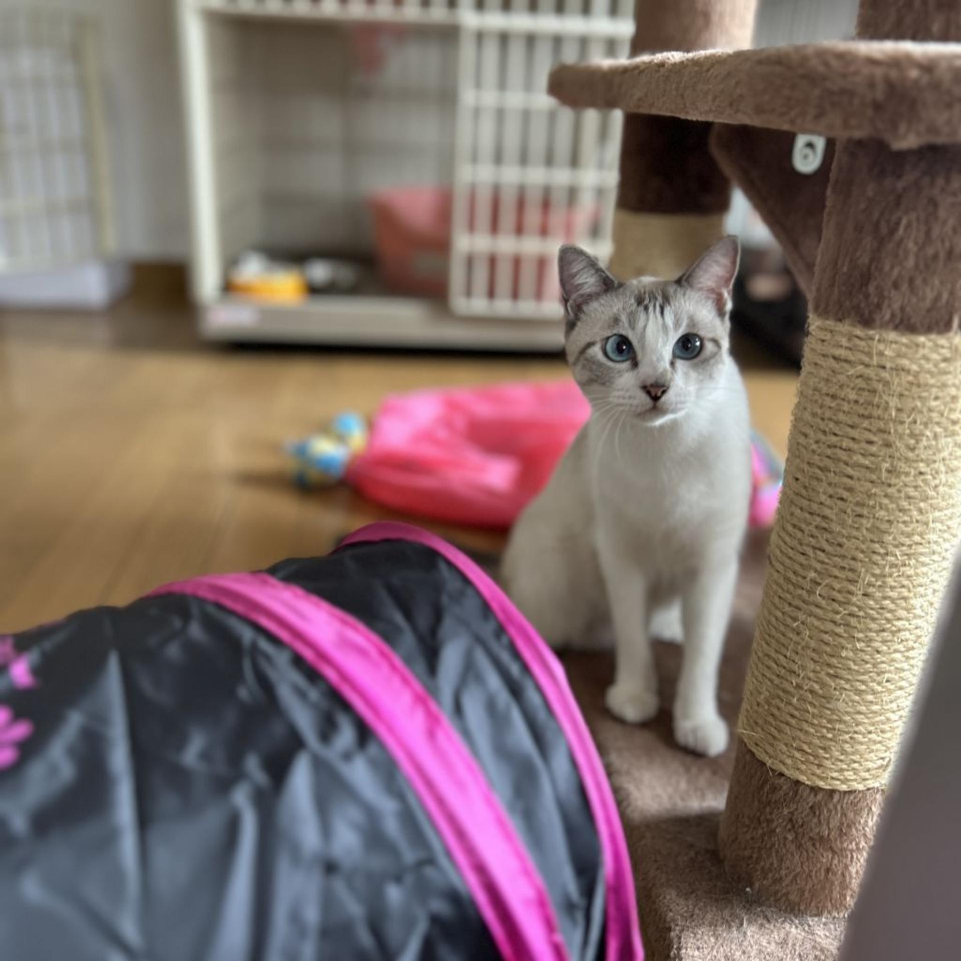 pet-image-2