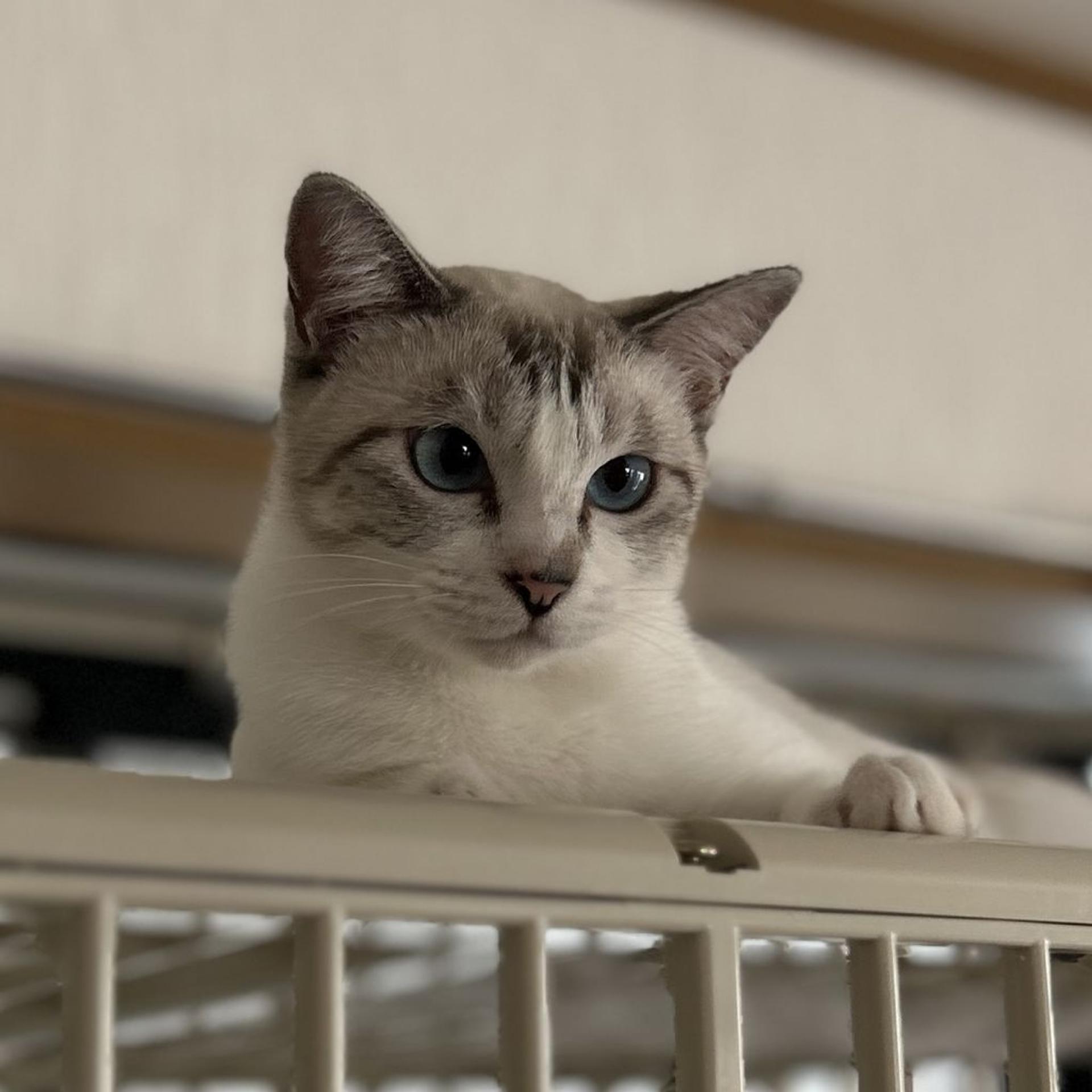 pet-image-4