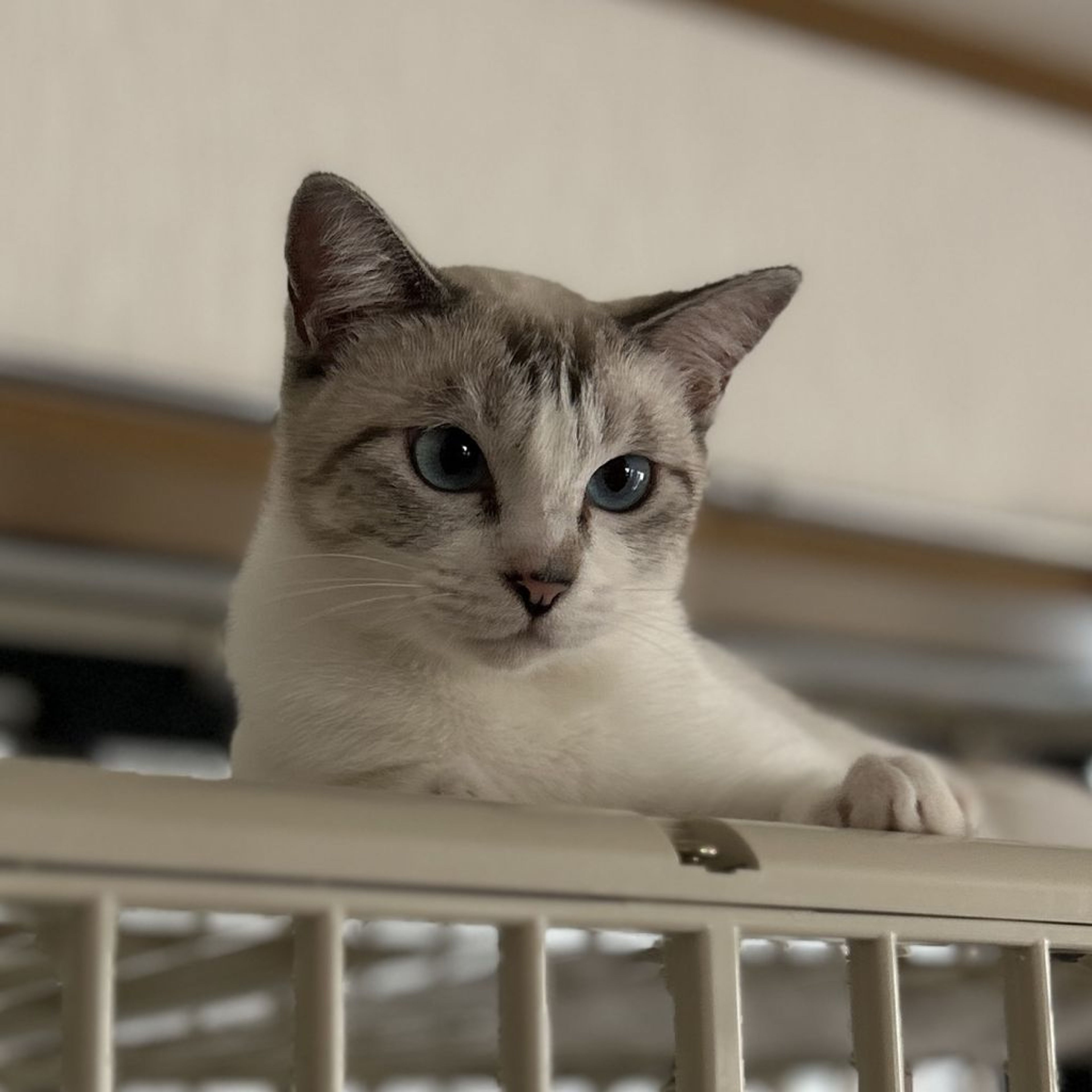 pet-image-4