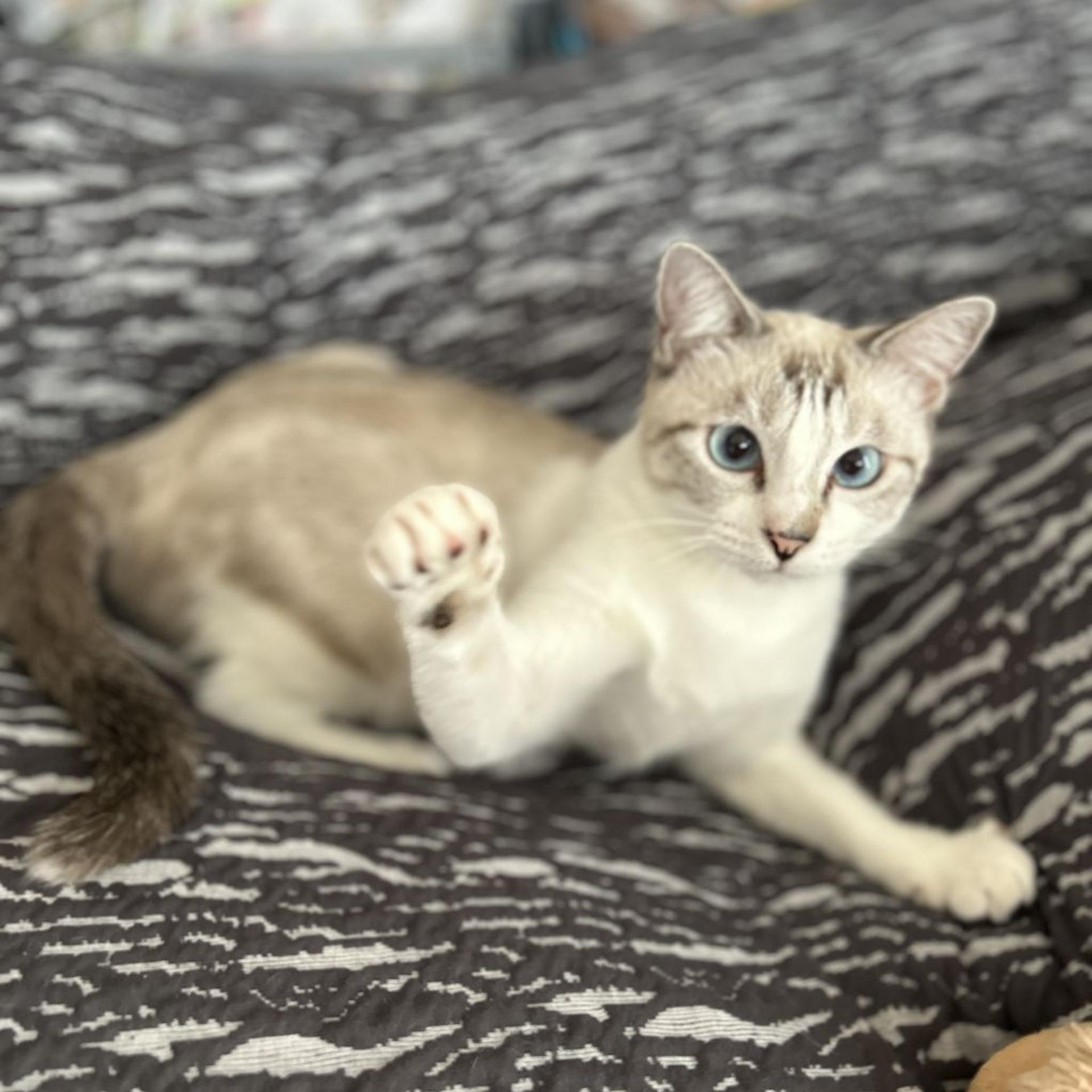 pet-image-6