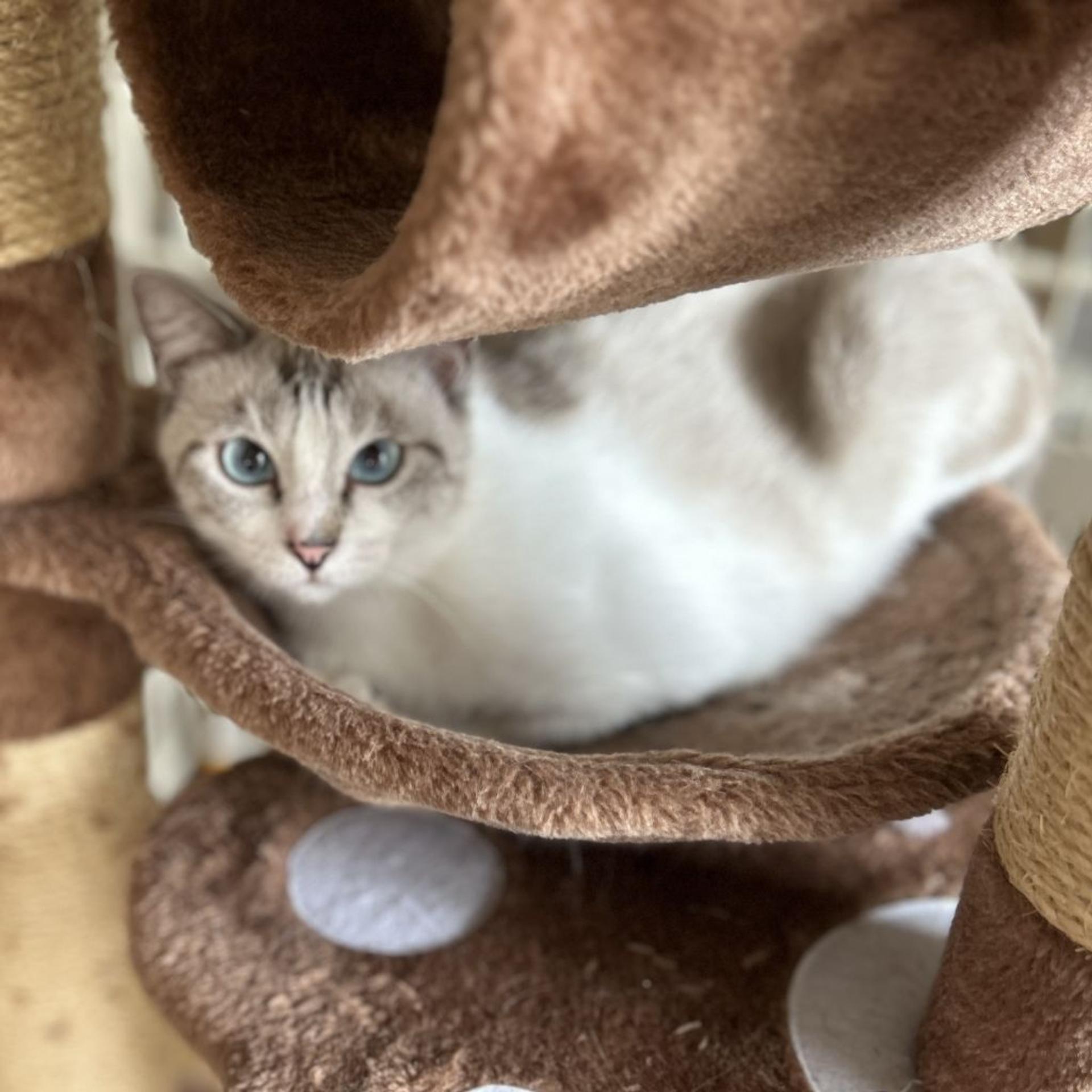 pet-image-7