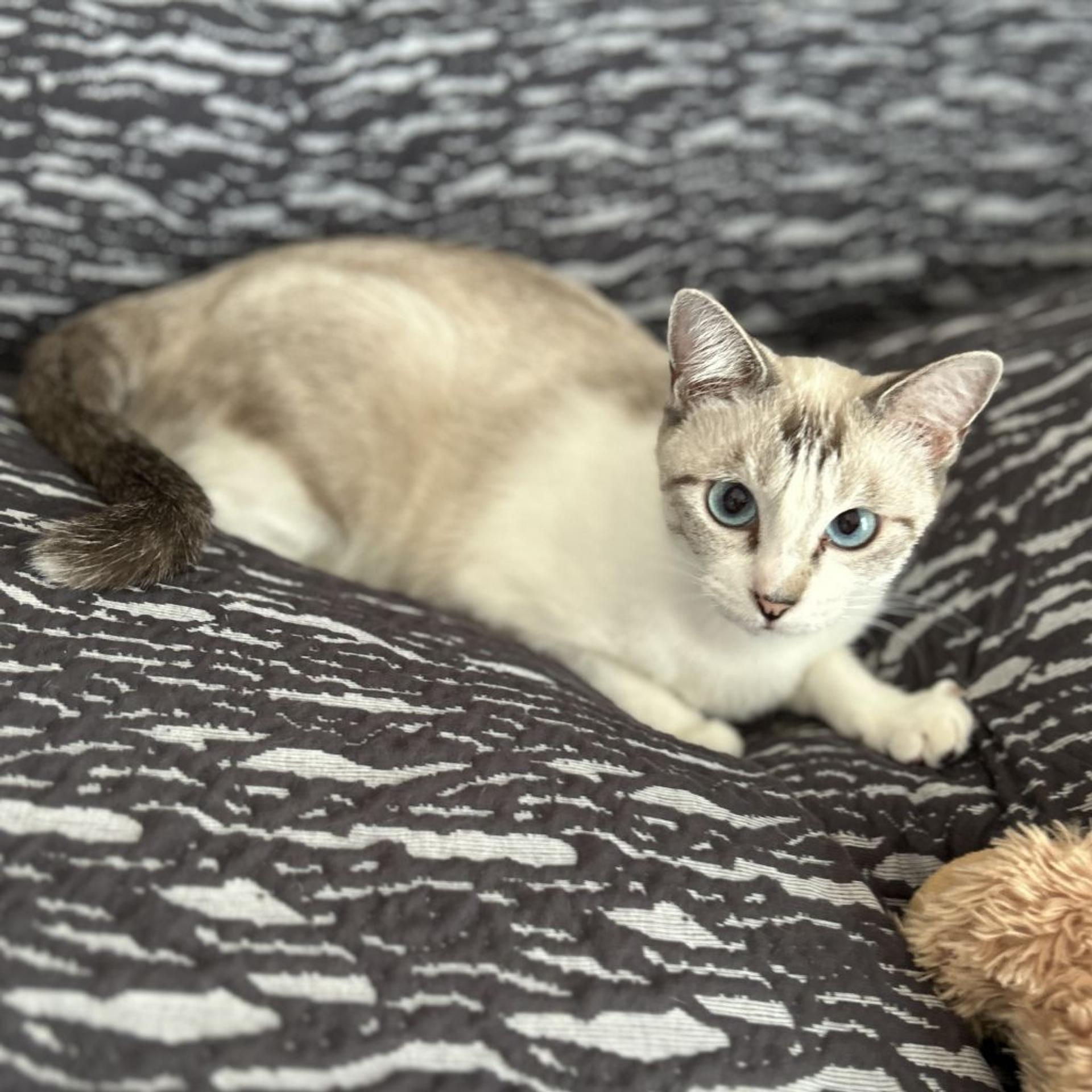 pet-image-8