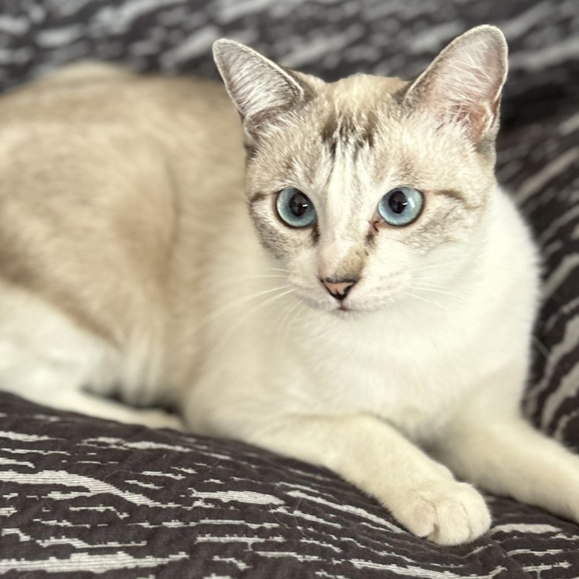 pet-image-5