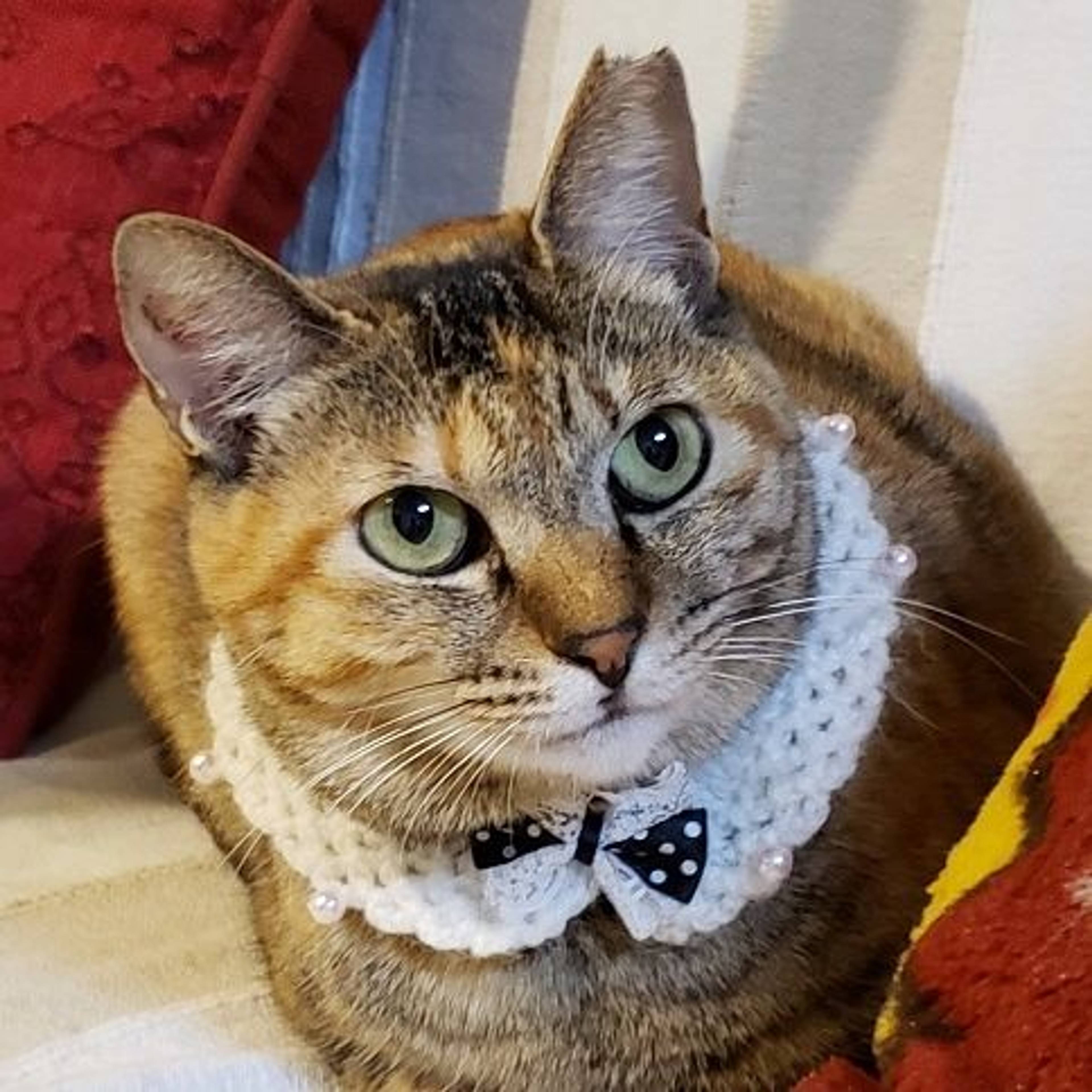 雑種（ミックス猫）・メスの里親募集の写真