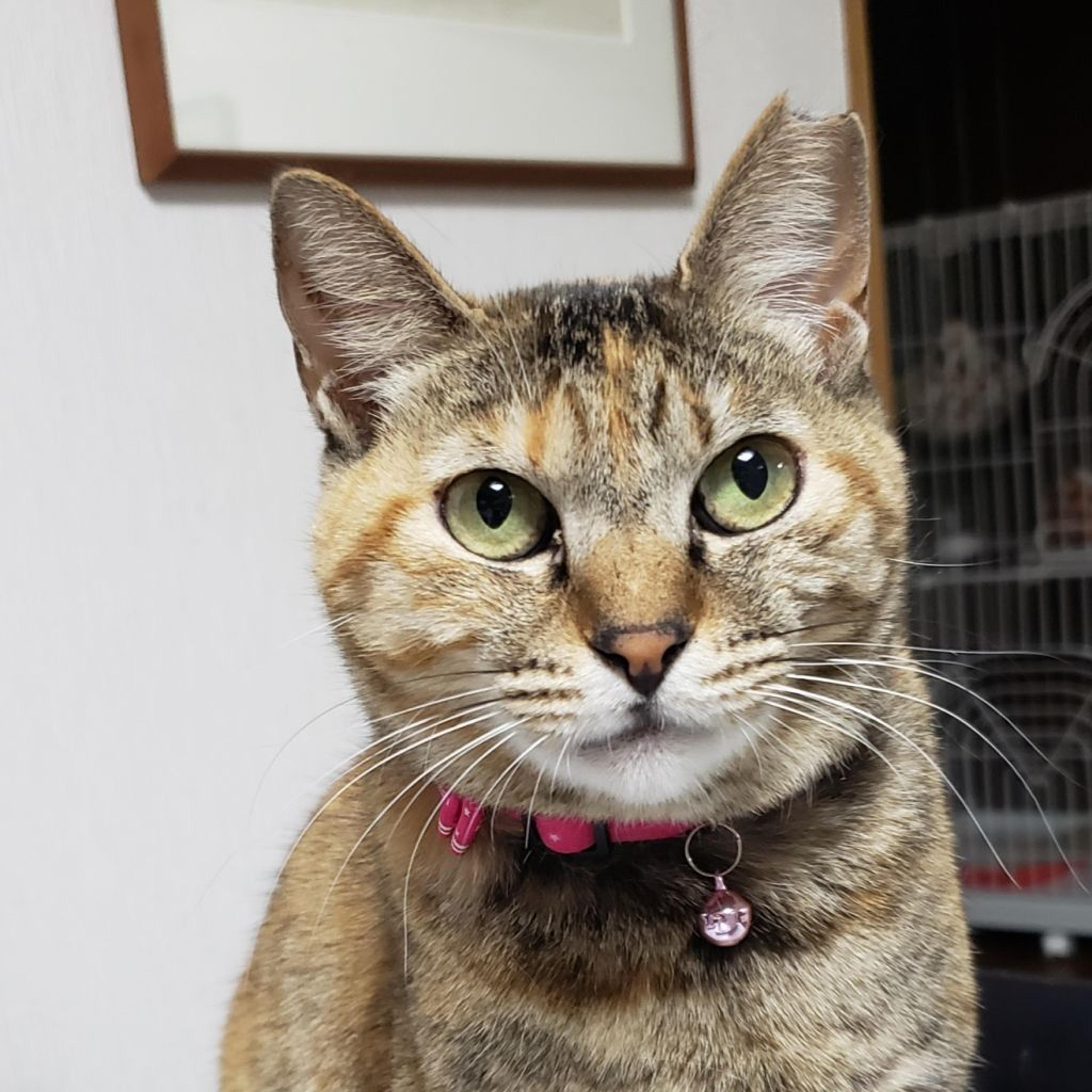 pet-image-2