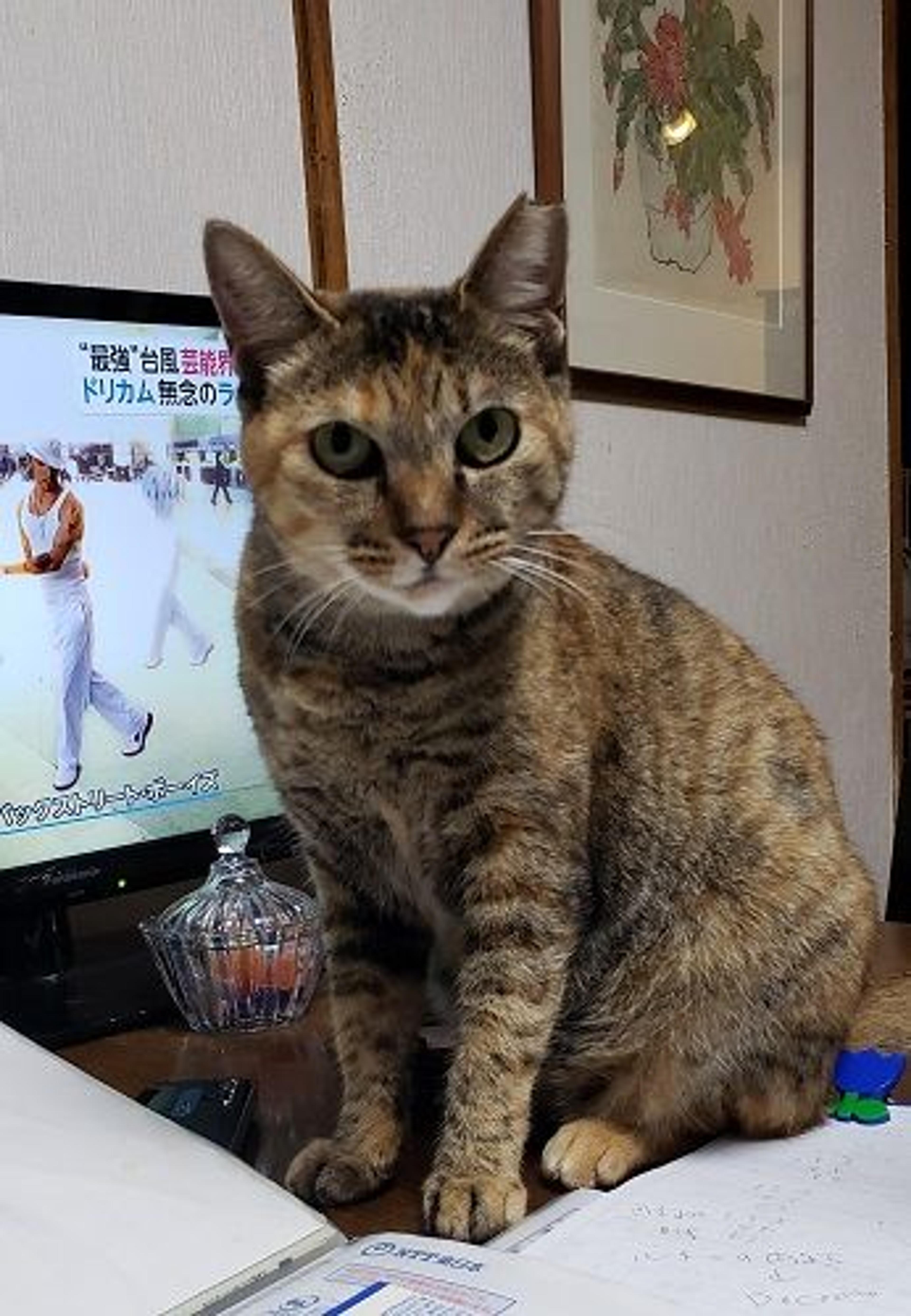 pet-image-3