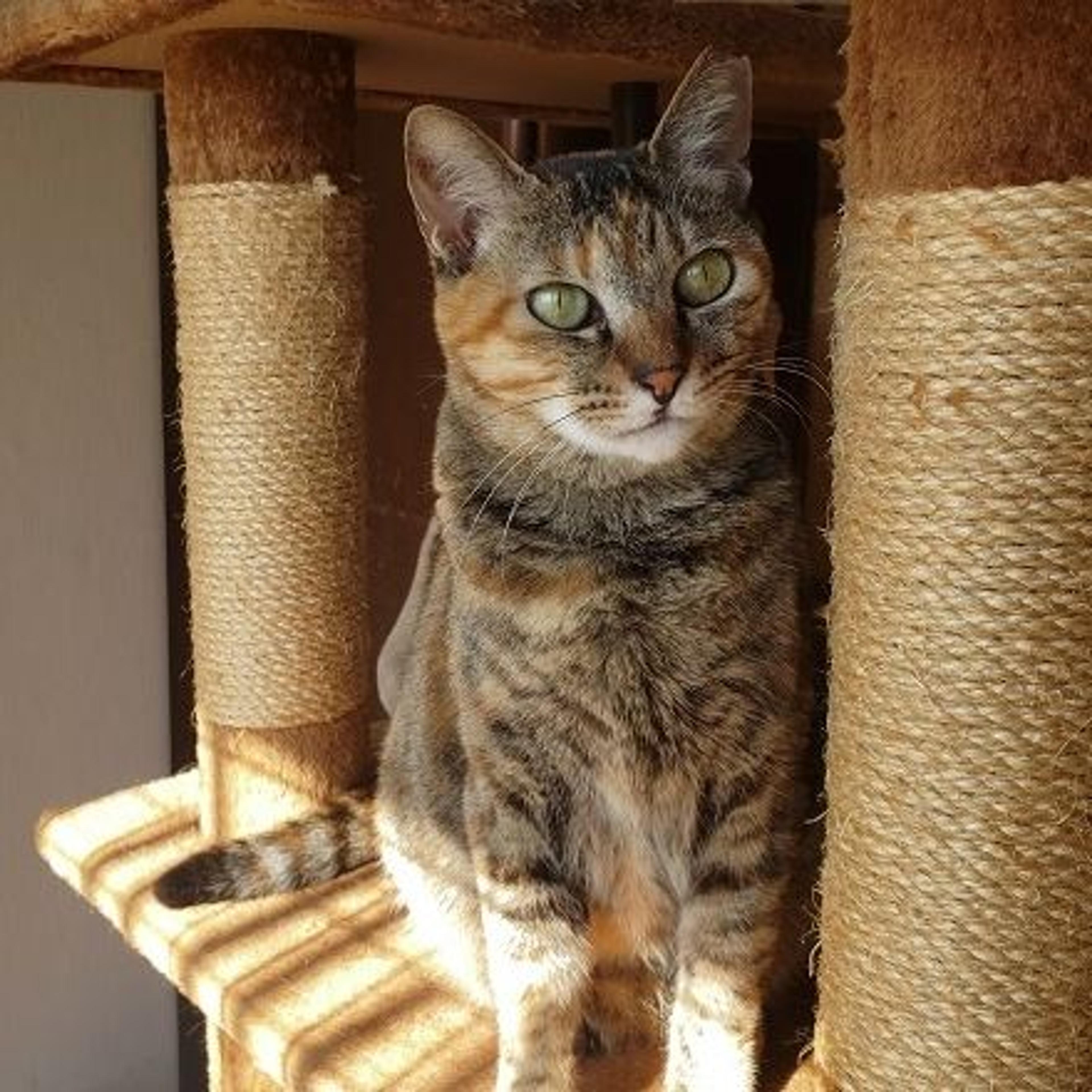 pet-image-4
