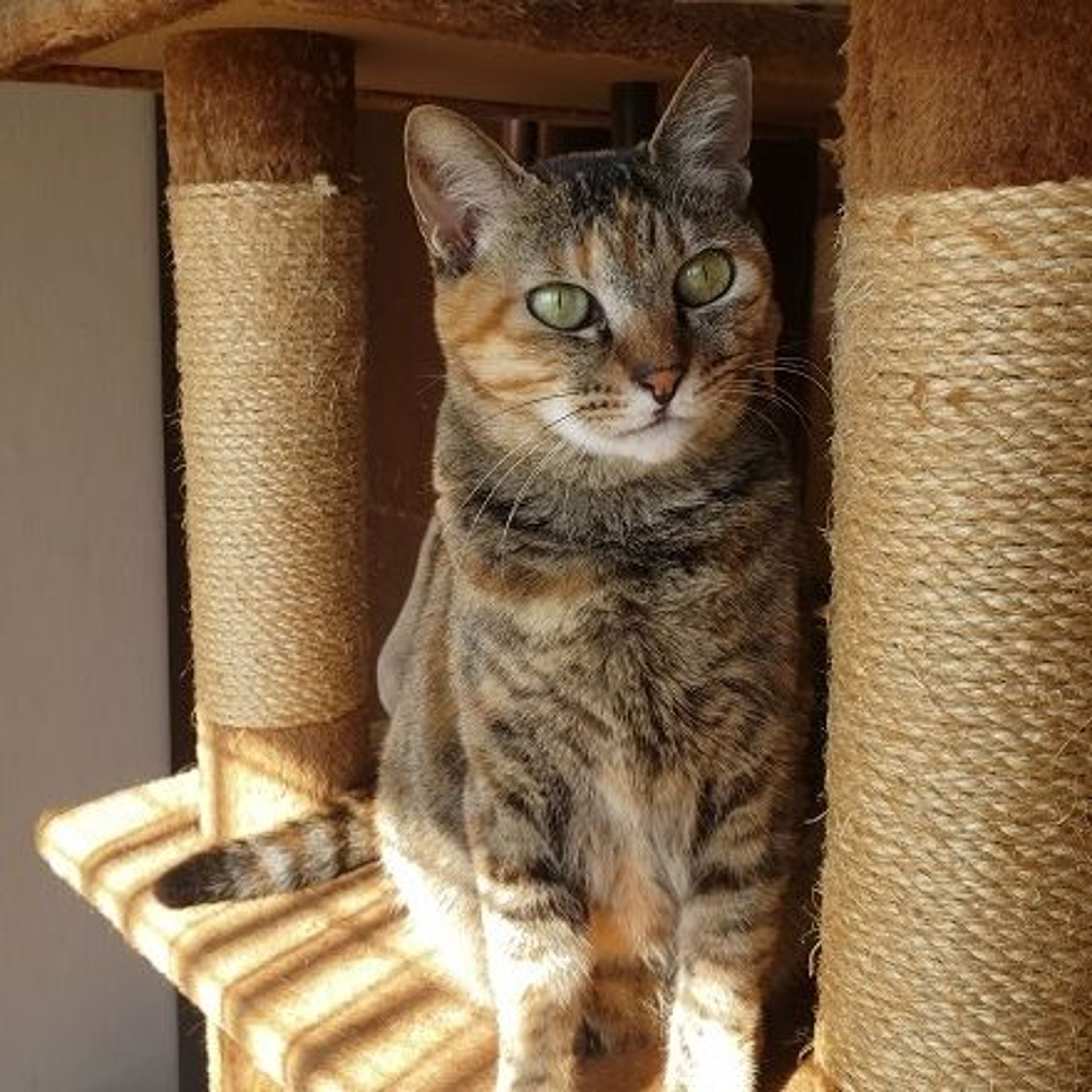 pet-image-4