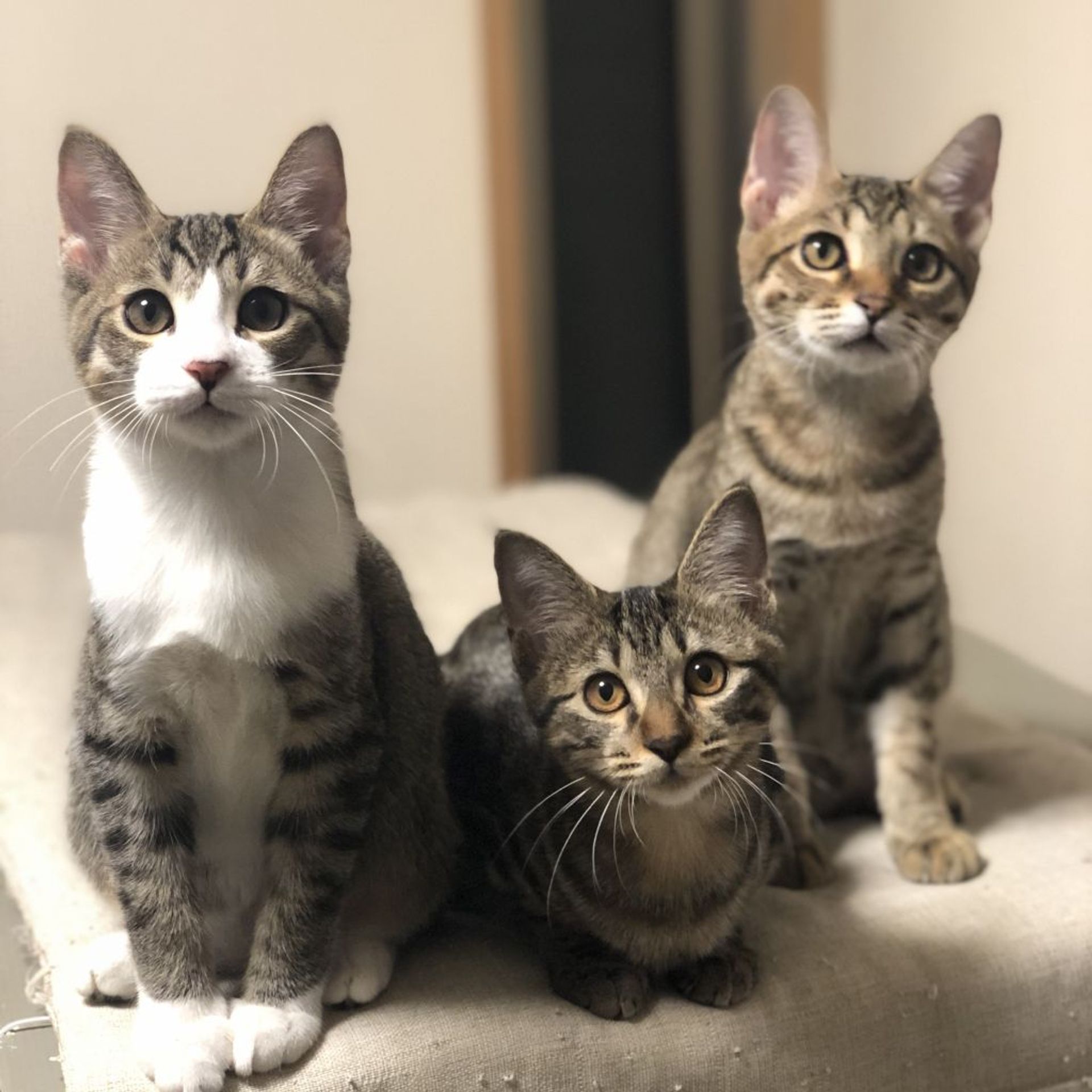 雑種（ミックス猫）・オスの里親募集の写真