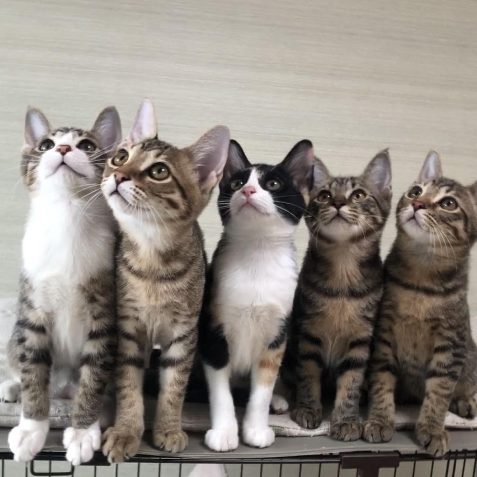 pet-image-6